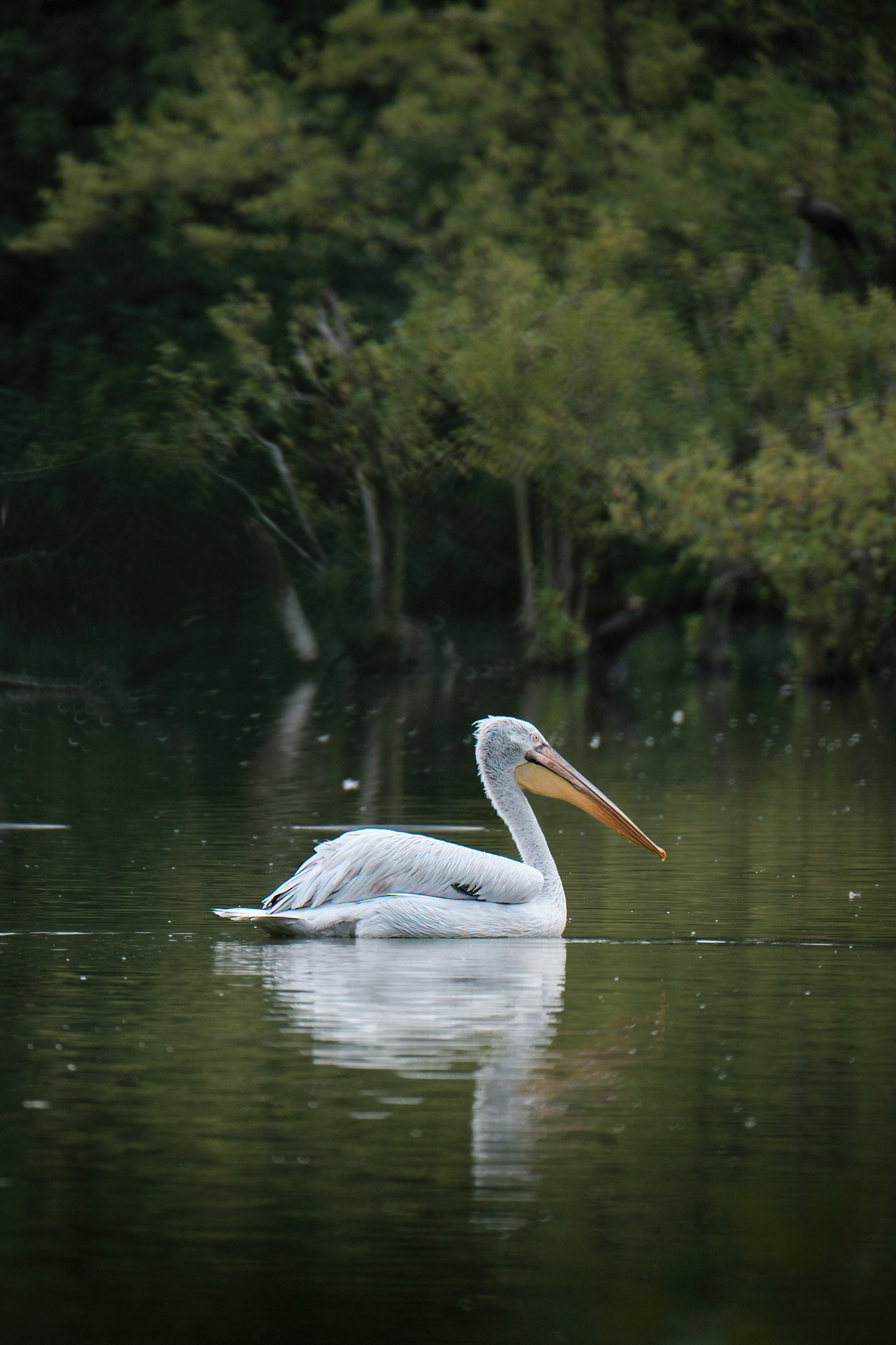 Pellicano ( oasi naturalistica )