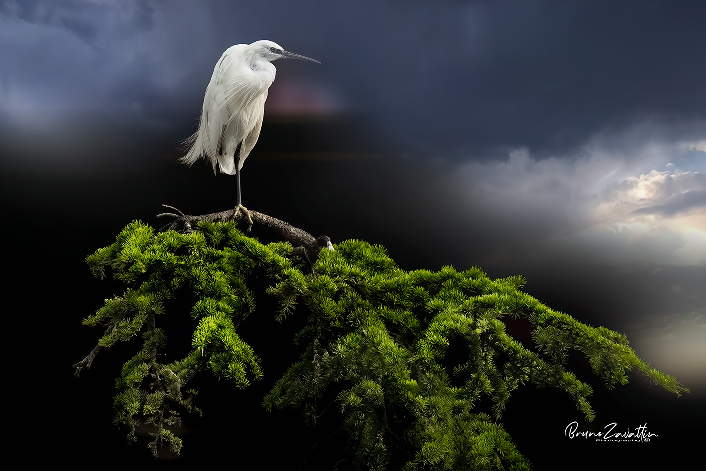 Garzetta su Cedro atlantica