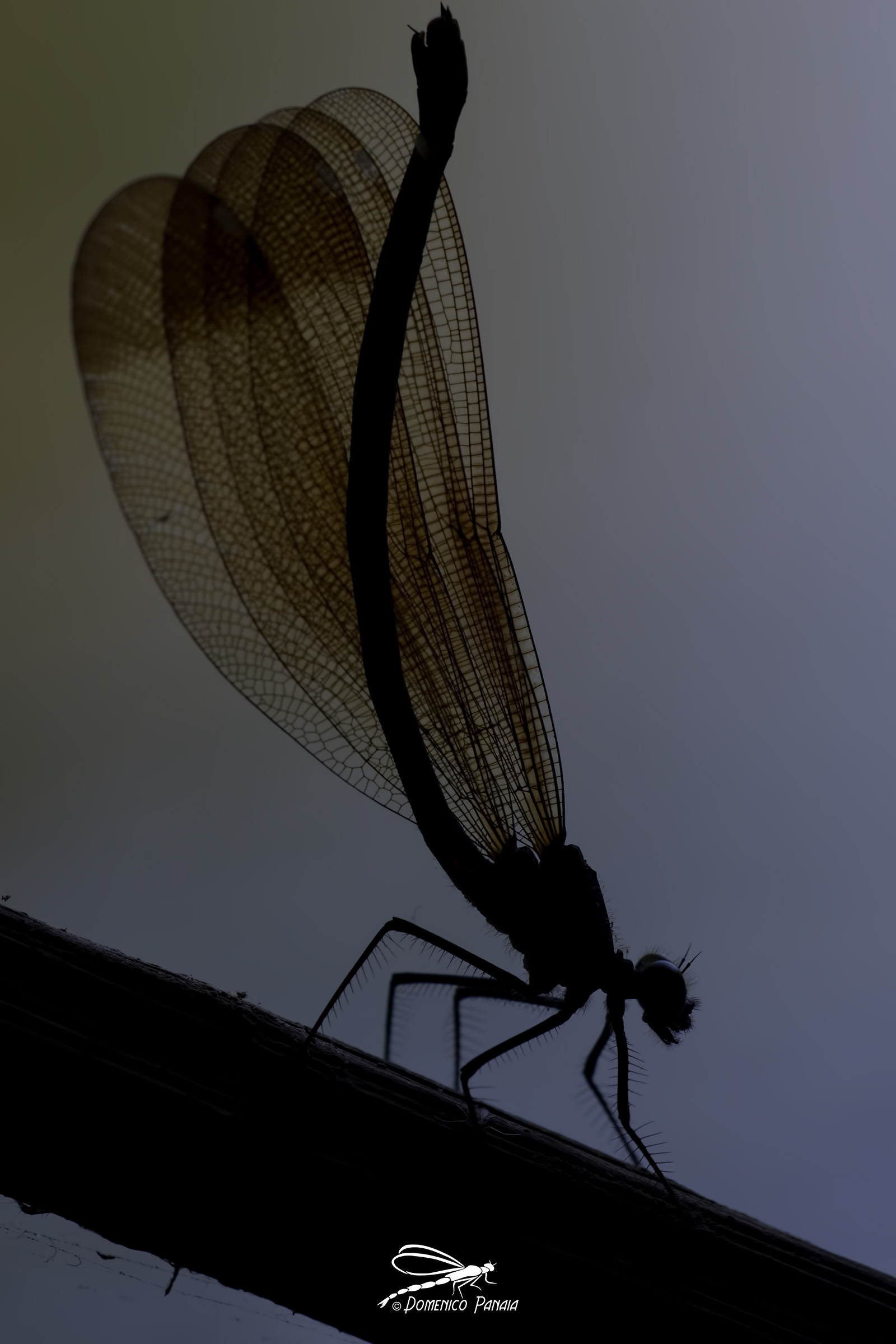 Calopteryx haemorrhoidalis female