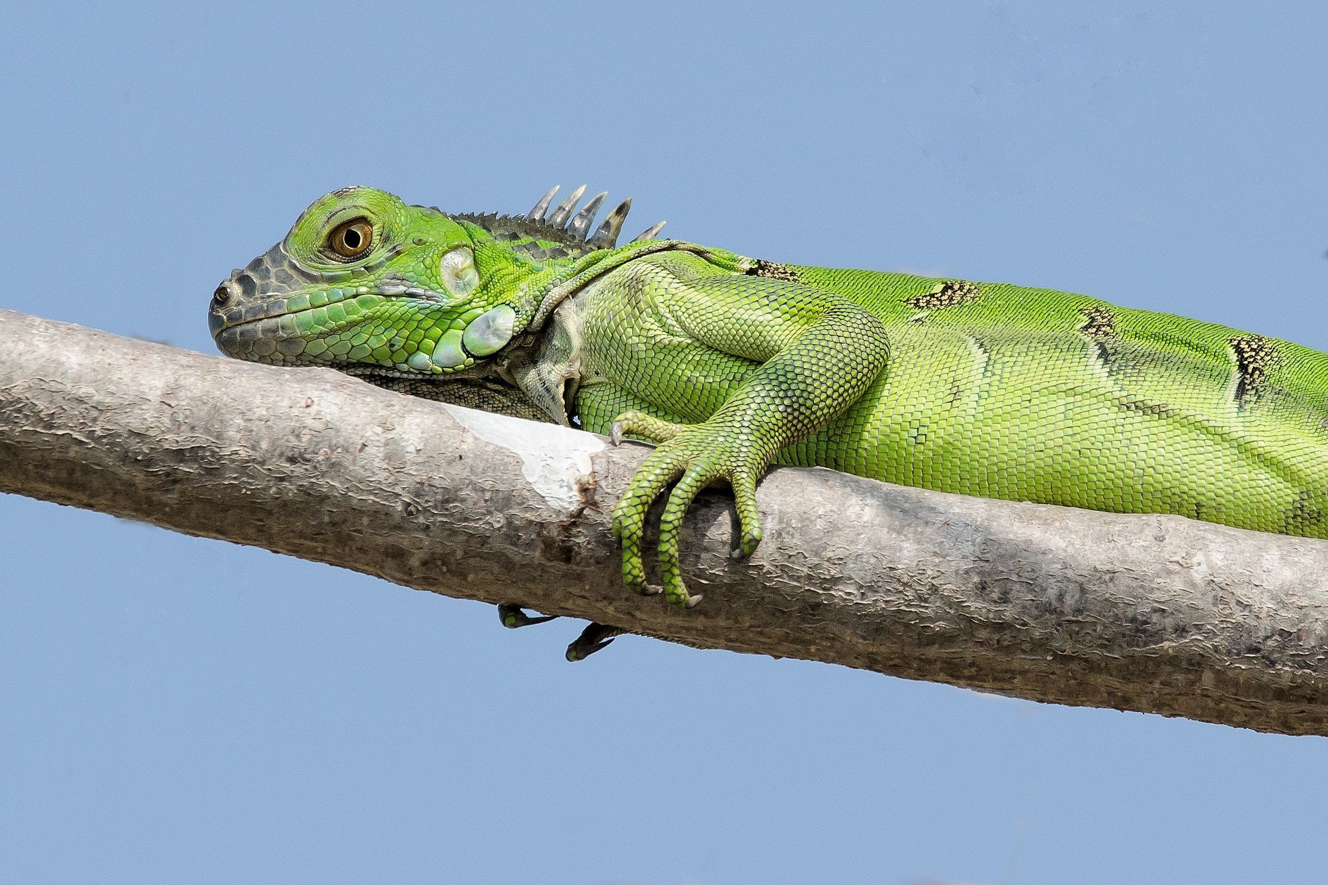 iguane