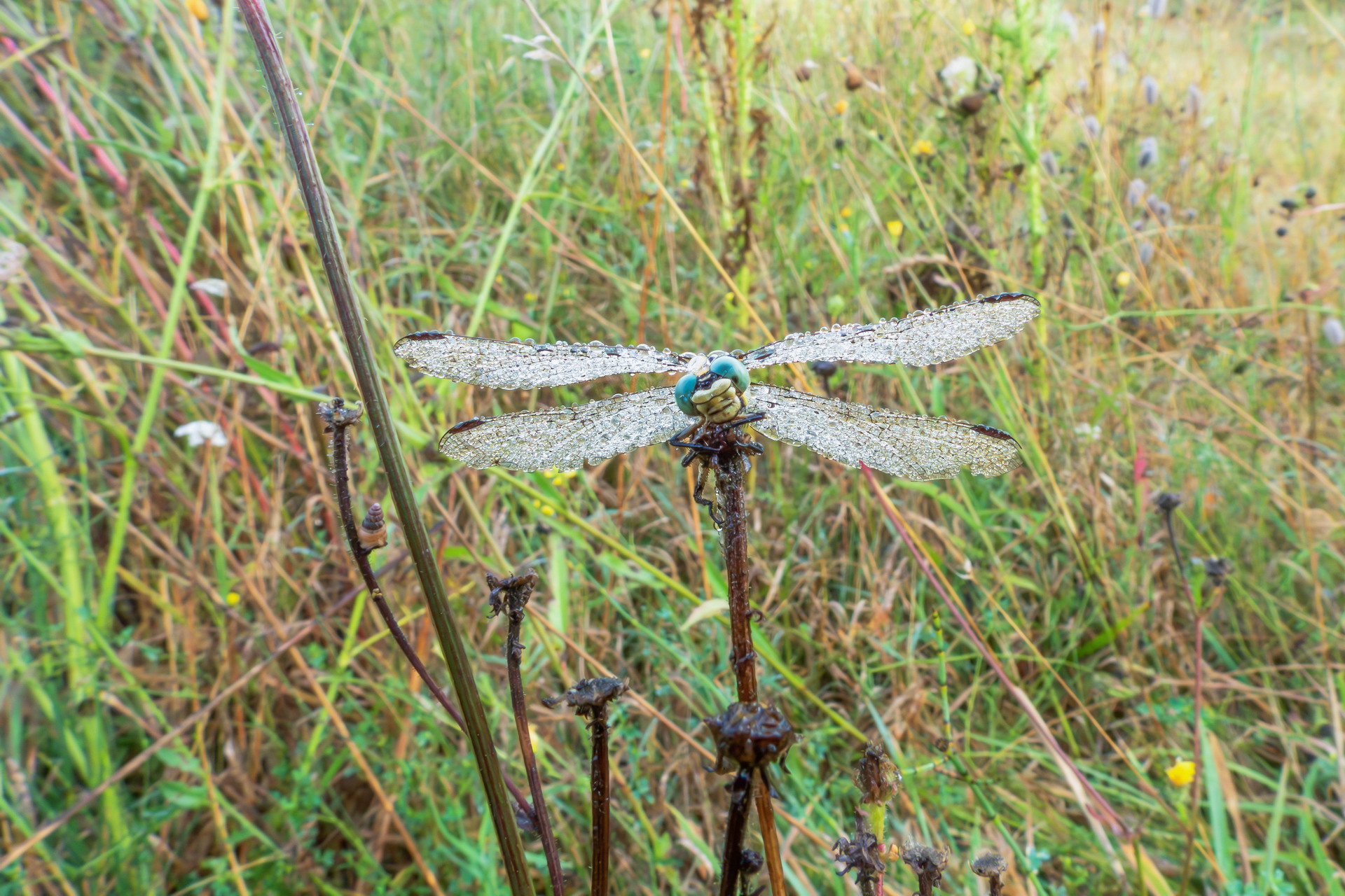 Close-up set with Coolpix p1000 (34)