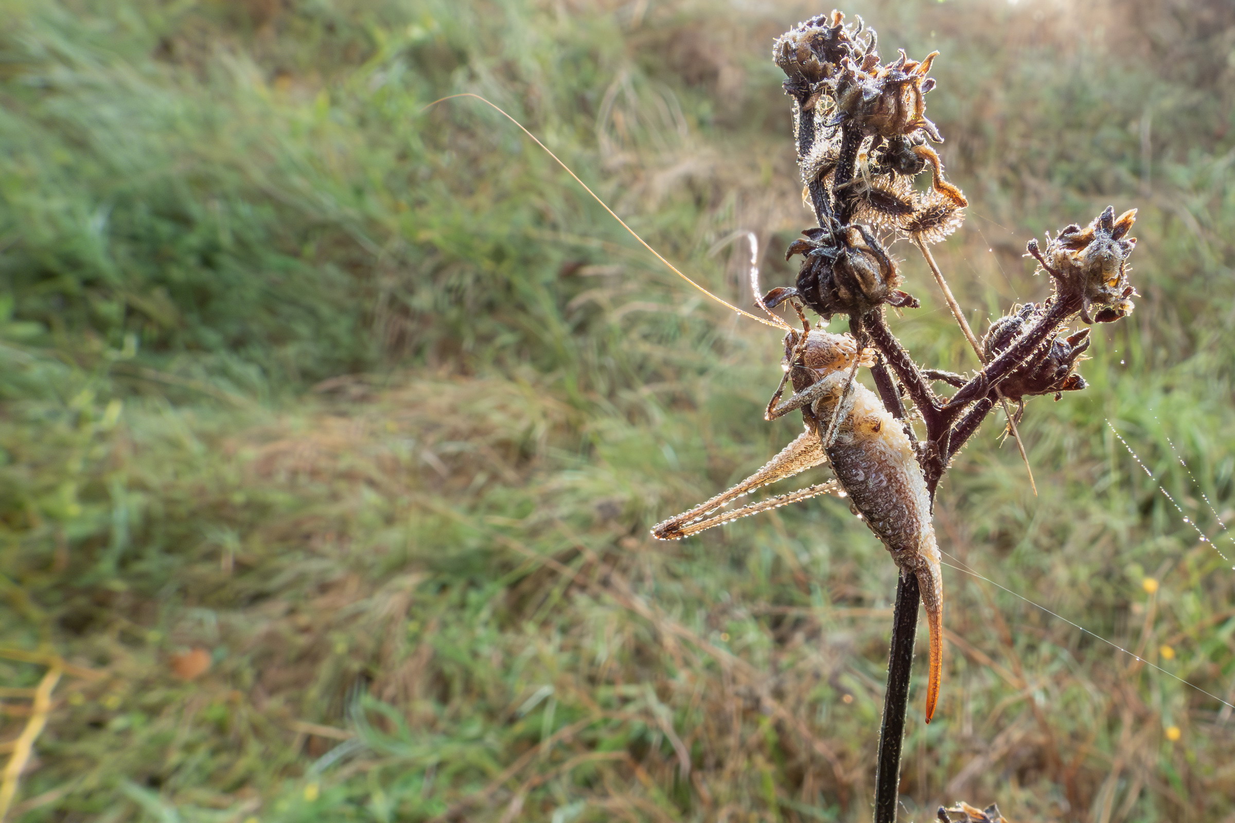 Close-up set with Coolpix p1000 (35)