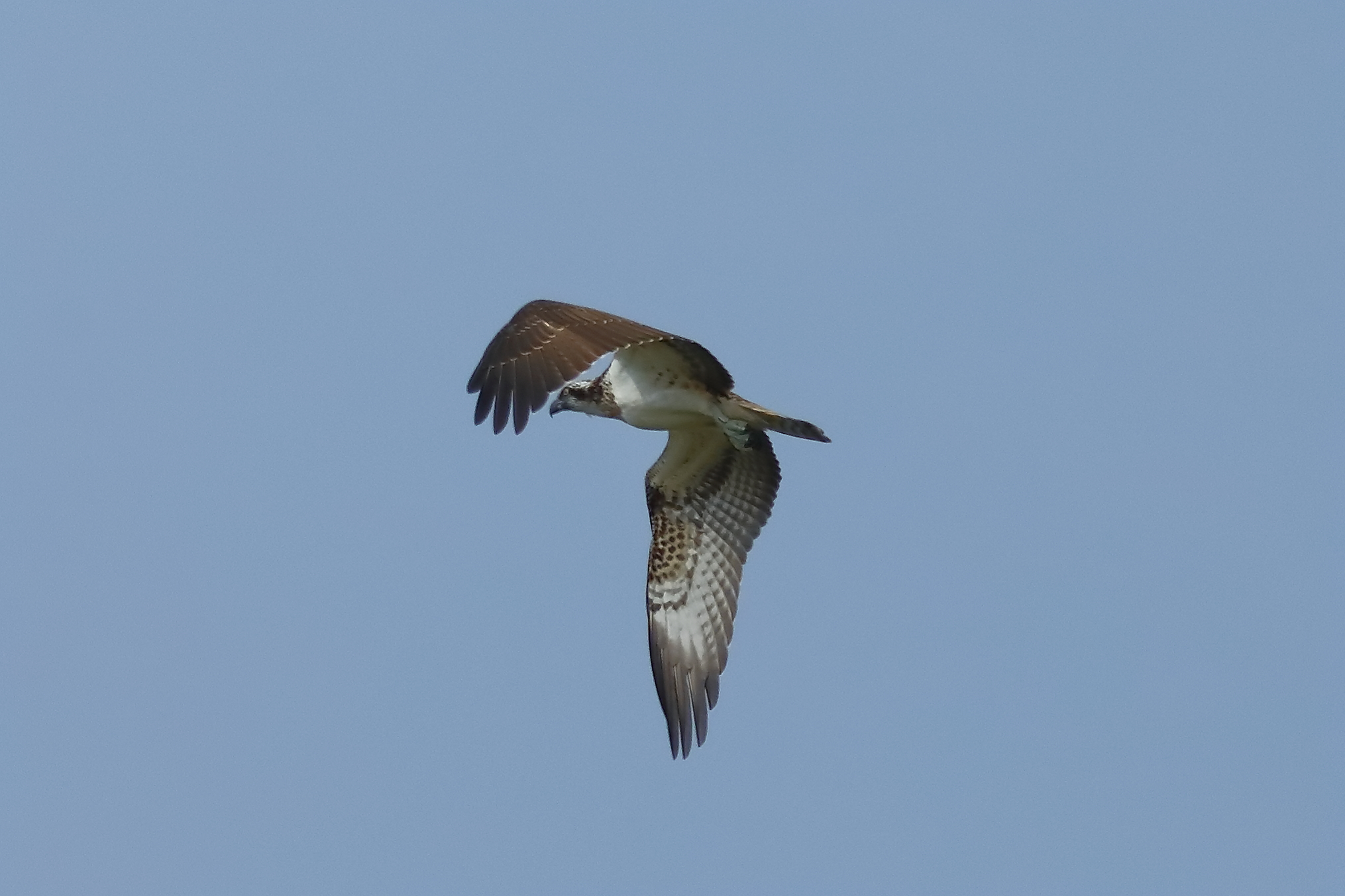 Falco pescatore settembre 2023 - 635