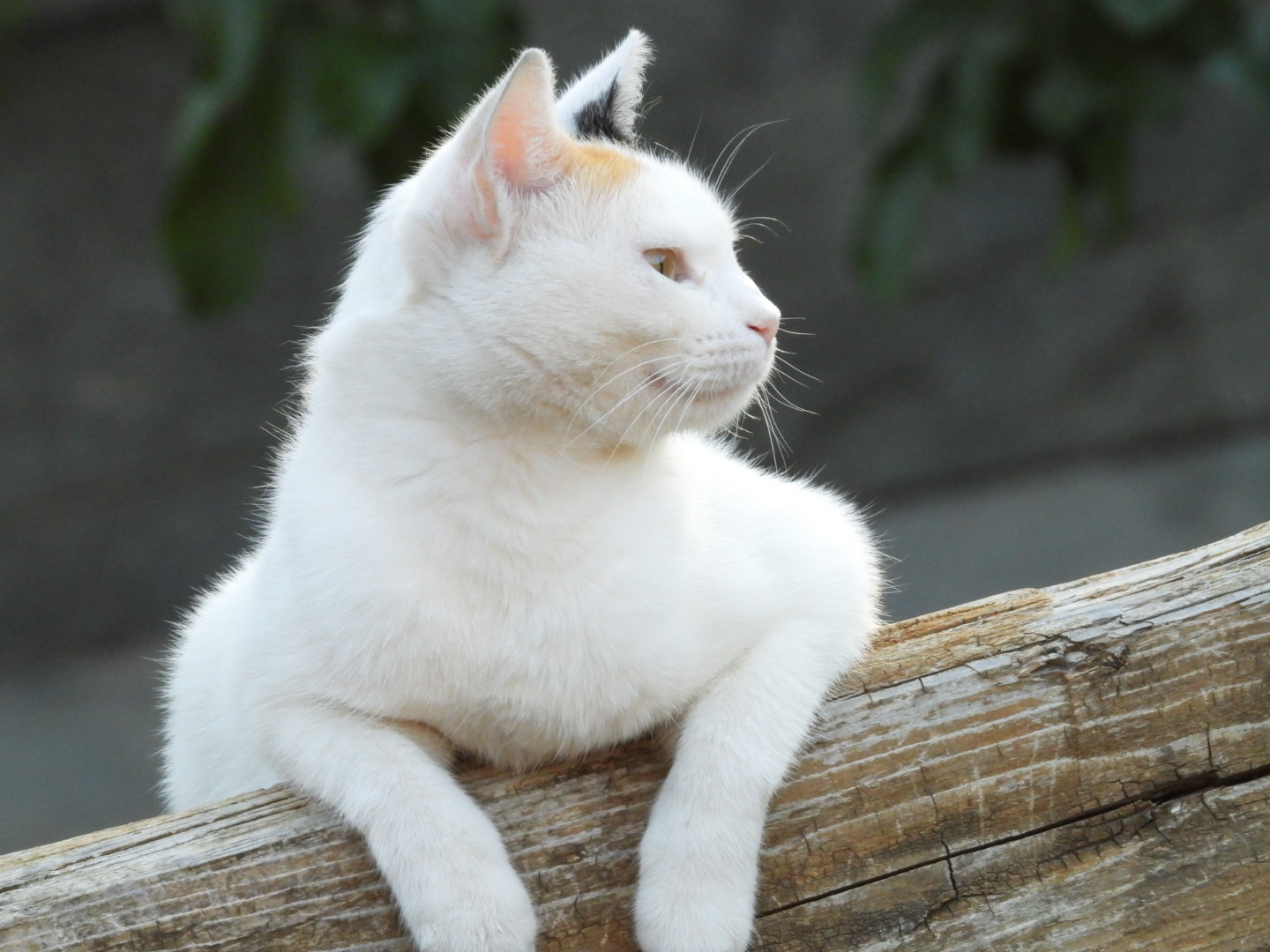 Cat posing