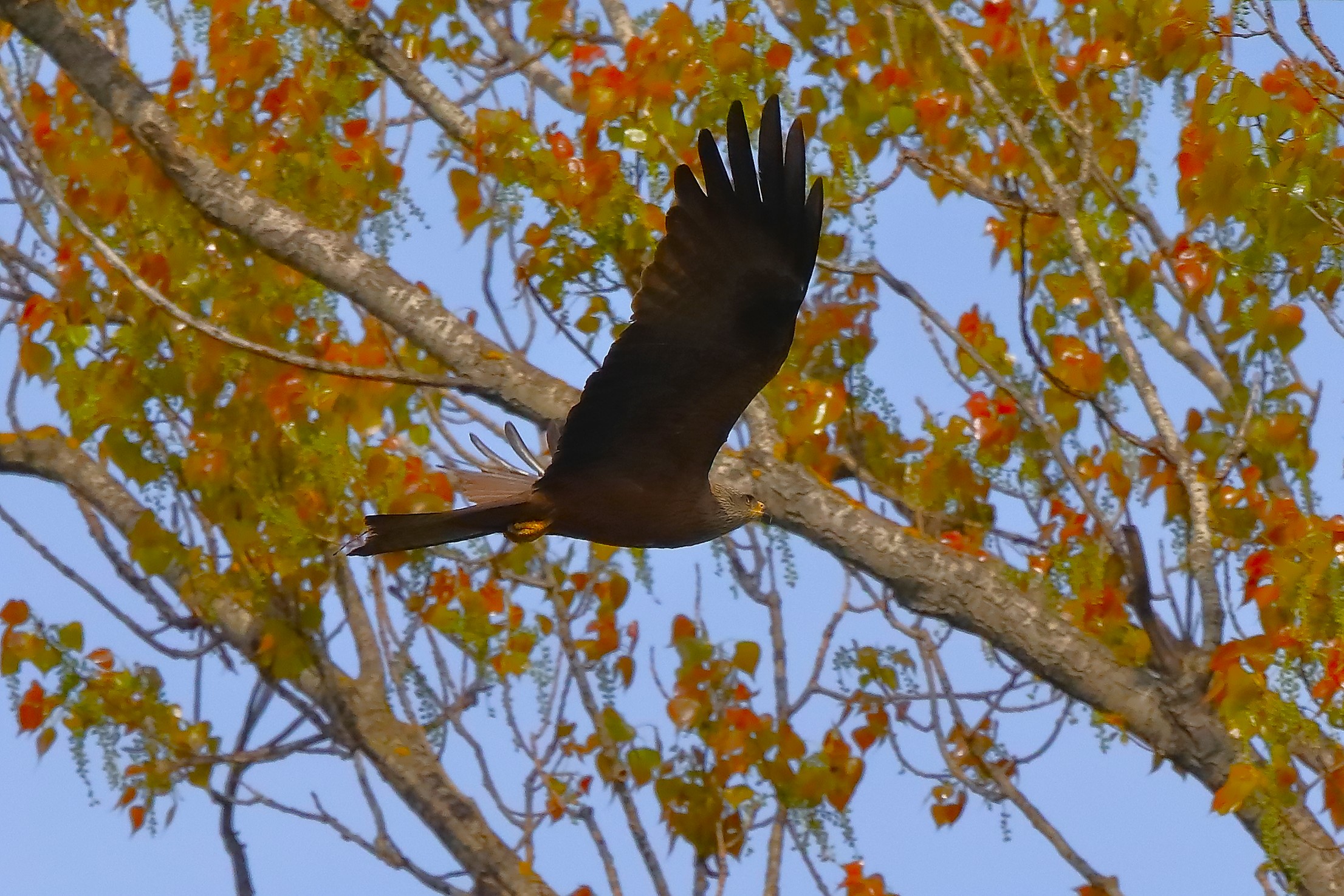 Nibbio bruno 10-04-2023