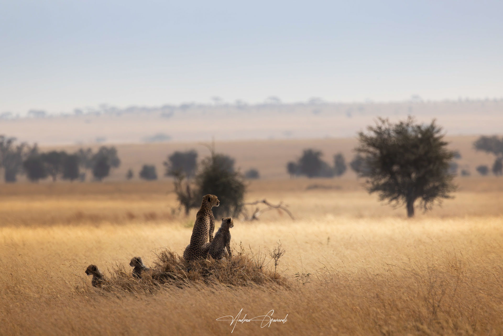 Le vedette della savana