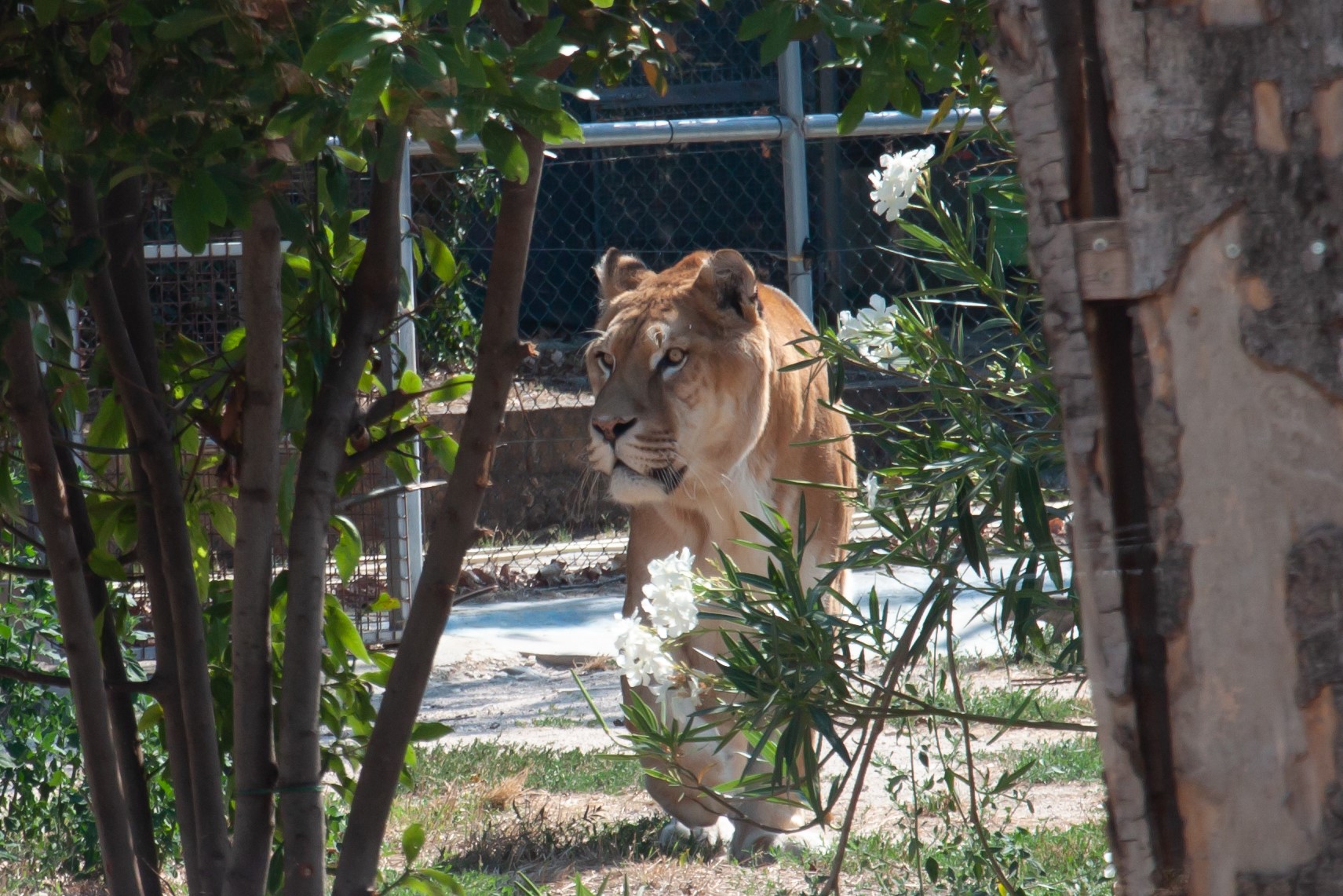 leontigre