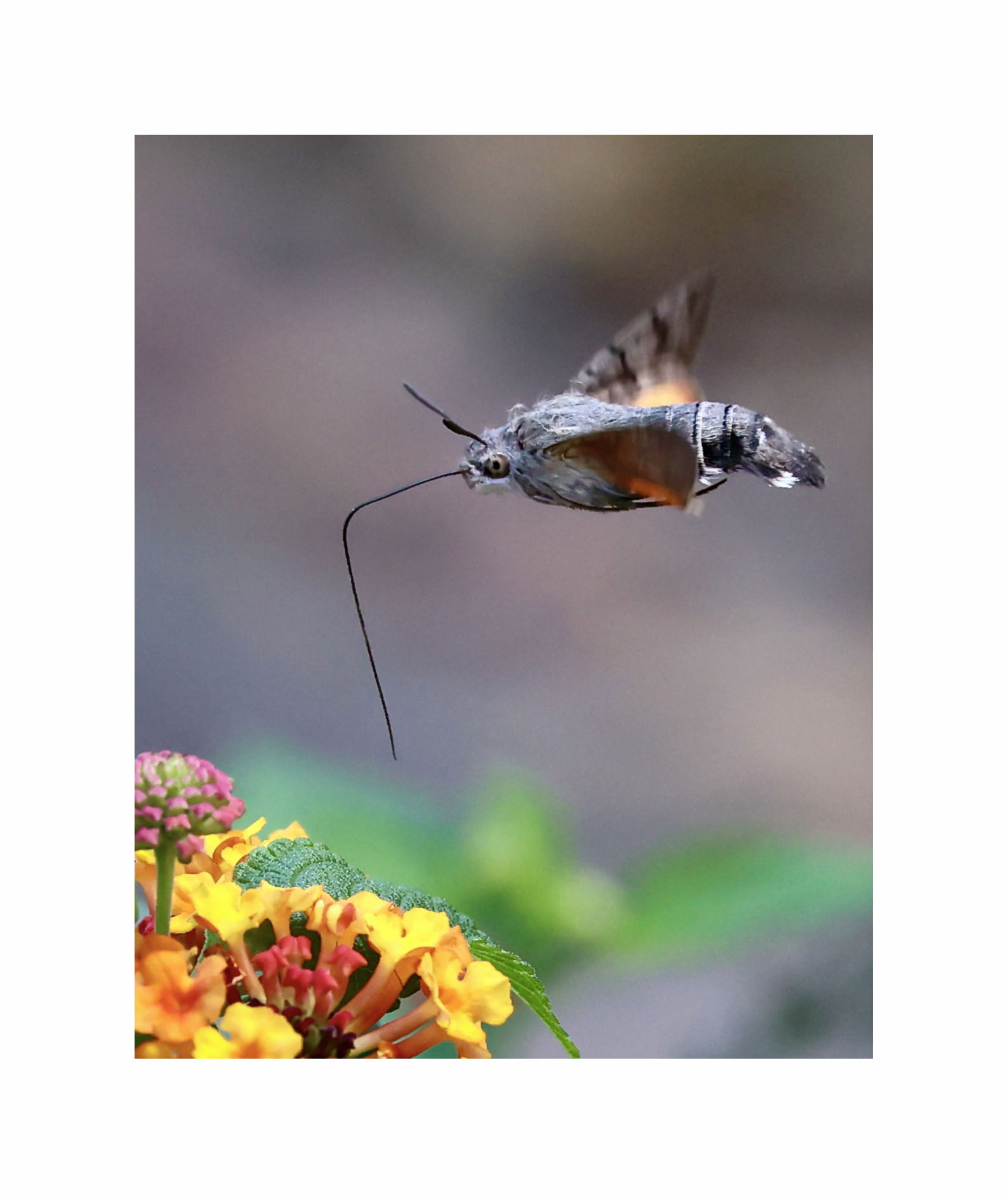Sphinx hummingbird