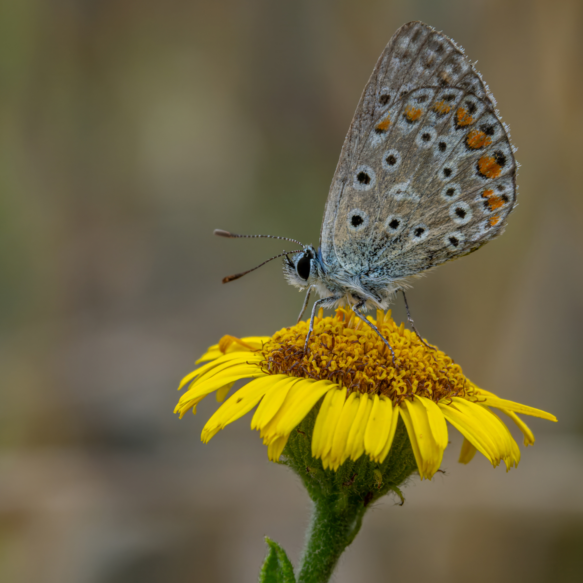 Polyommatus icarus