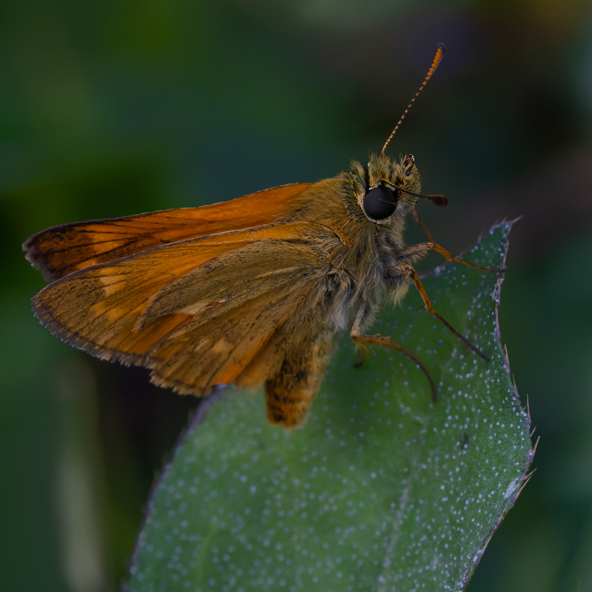 Ochlodes sylvanus