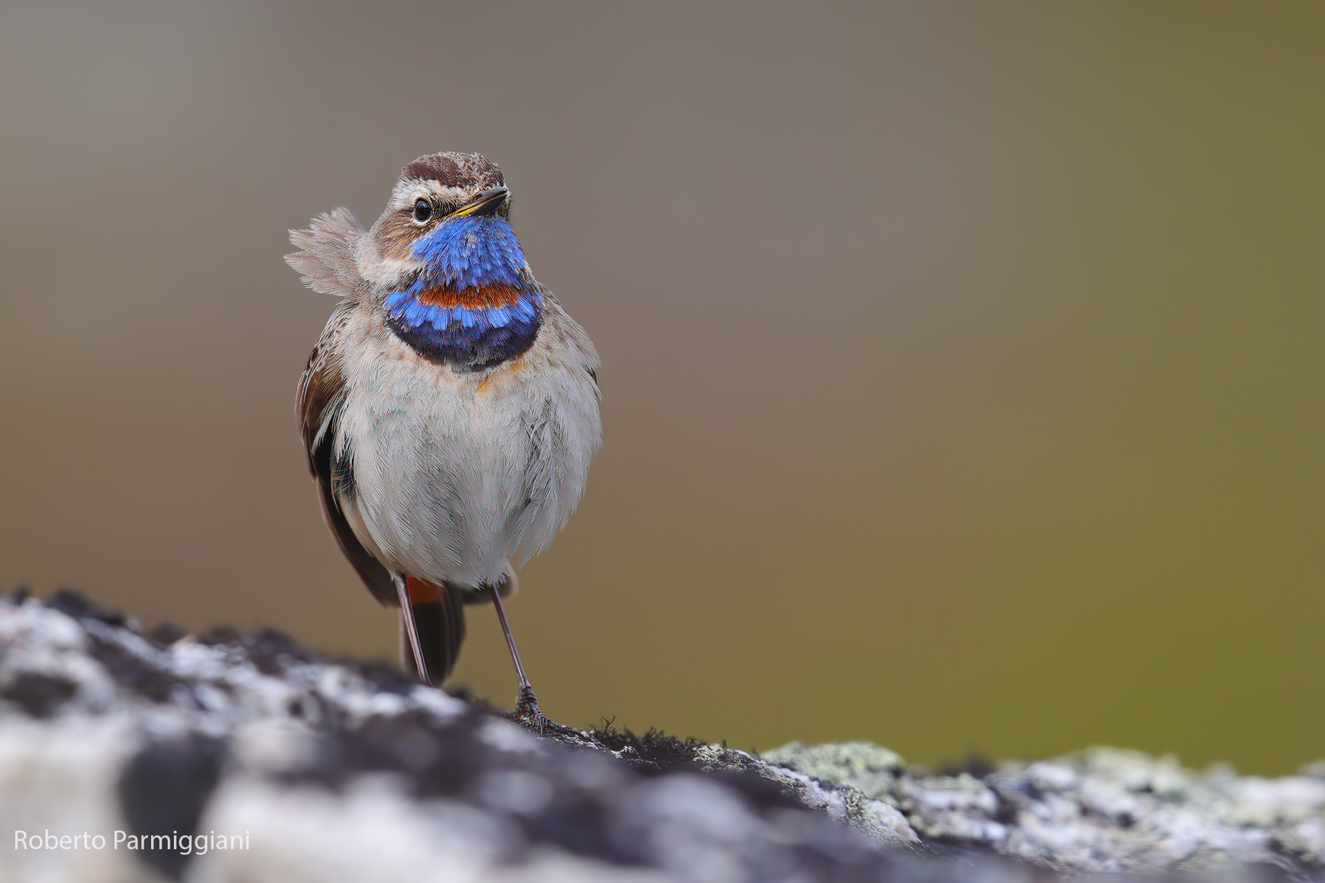 La piuma la vento (Pettazzurro)