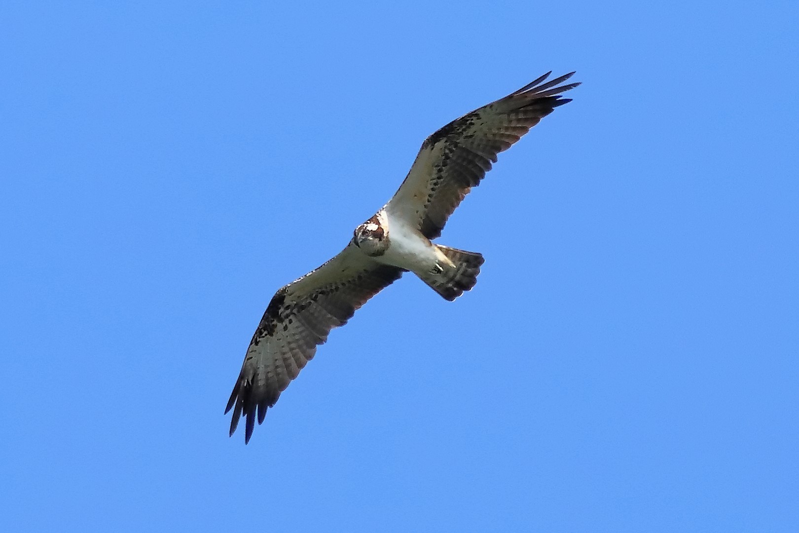 Falco pescatore 01-09-2023 - 071