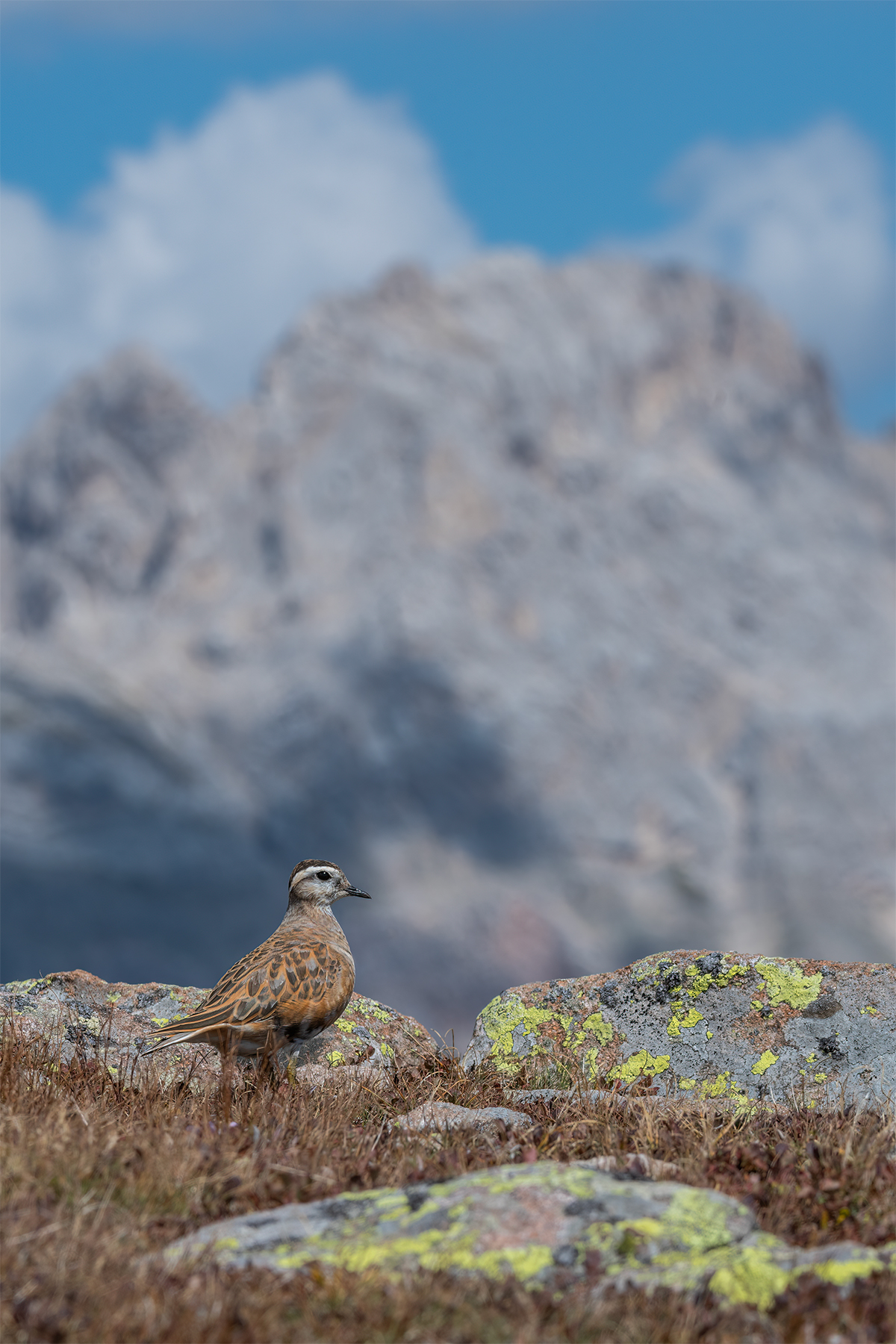 Tortolino and Dolomites