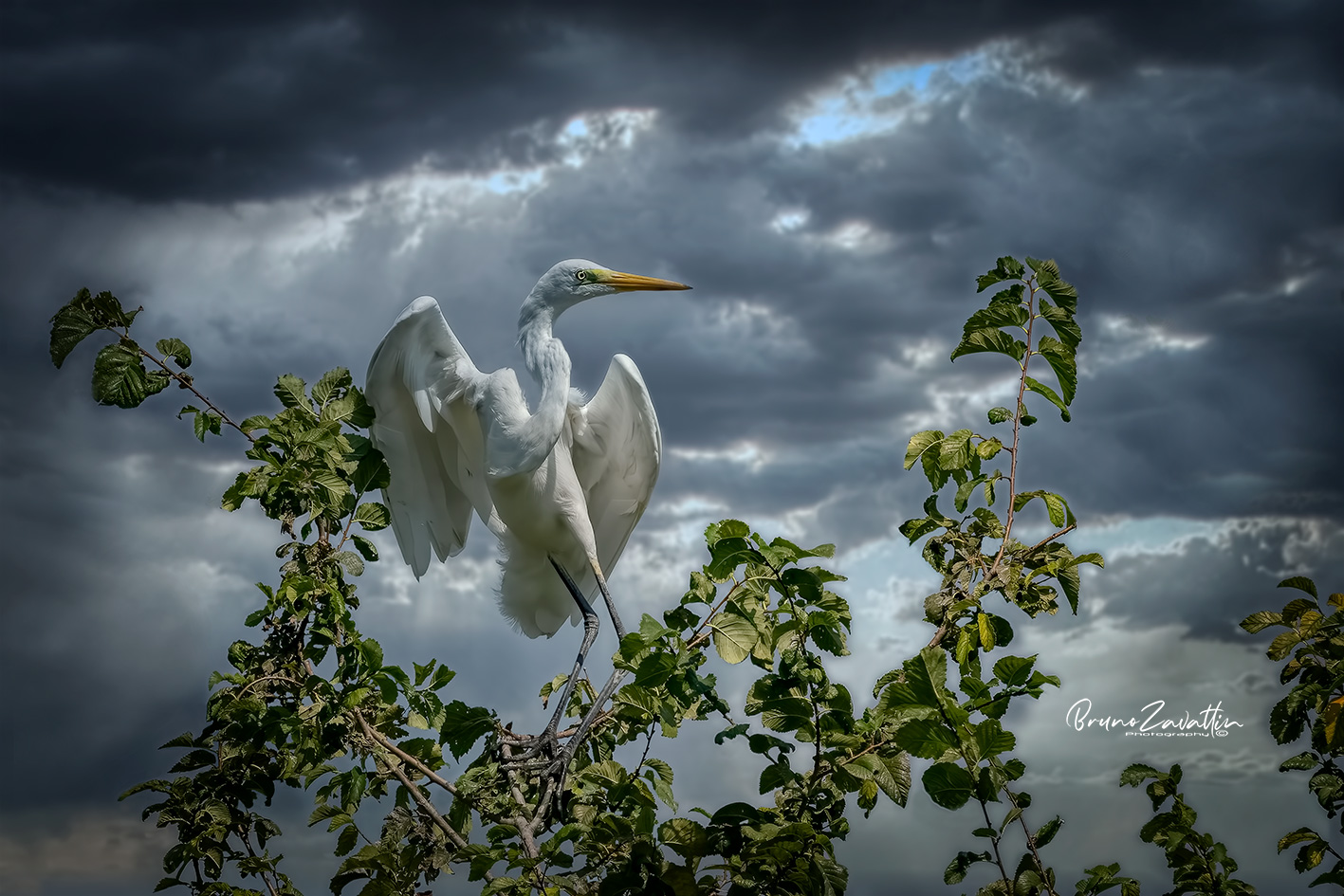 Airone bianco maggiore