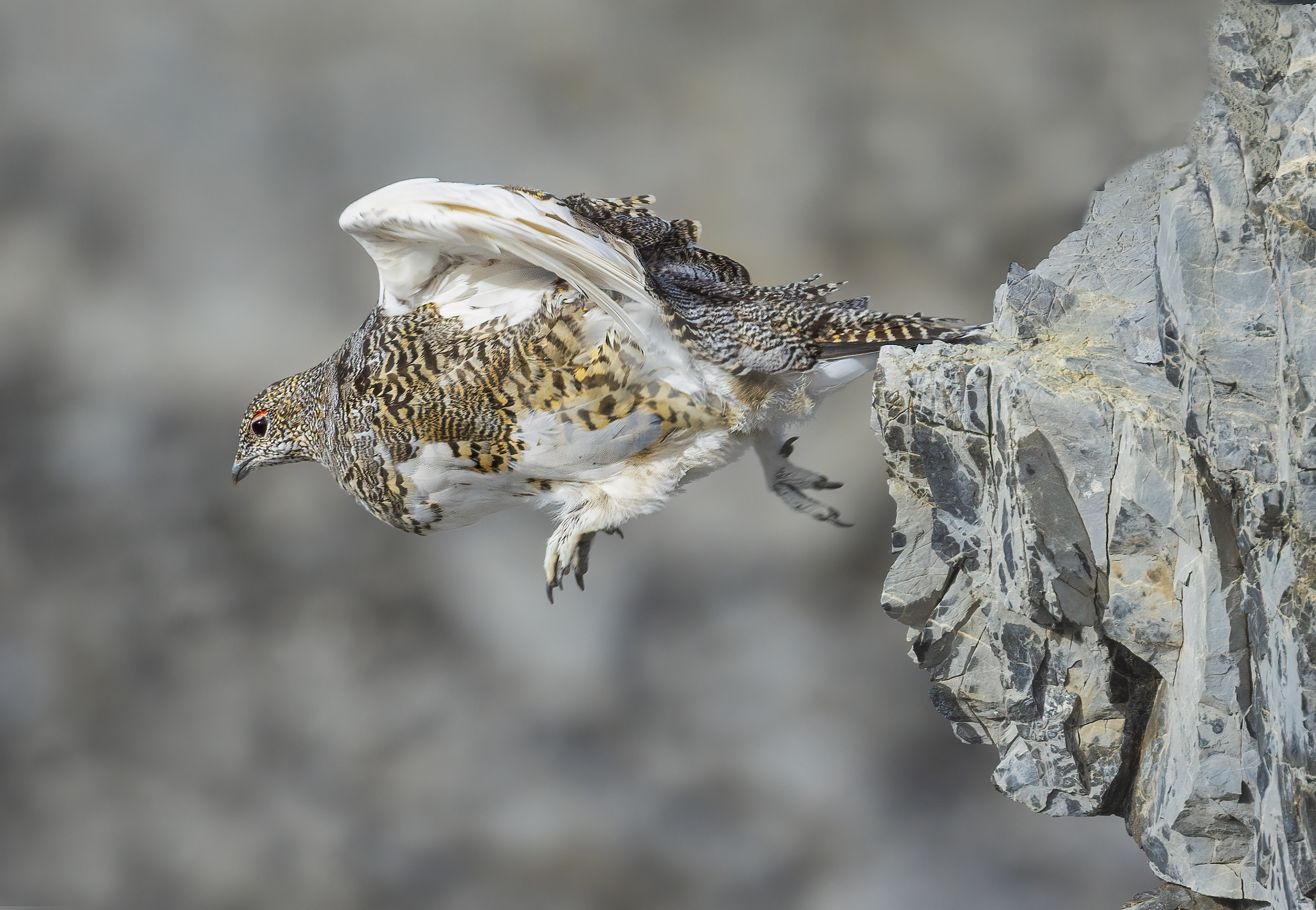 salto nel vuoto, pernice bianca