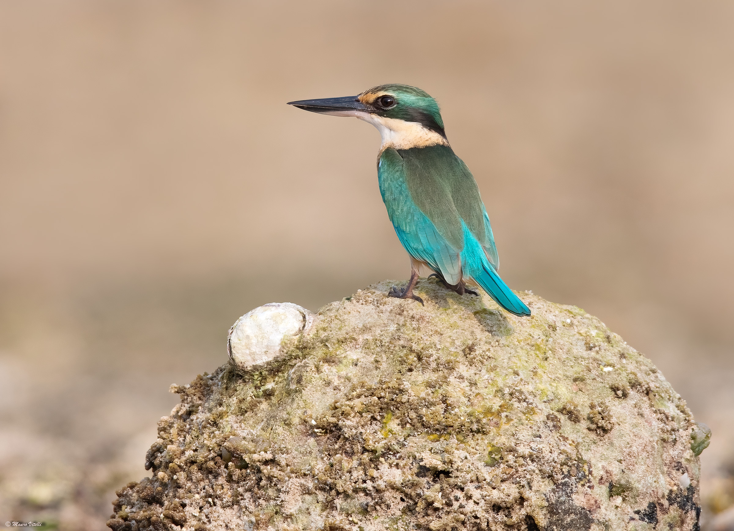 Sacred kingfisher (Todiramphus sanctus)
