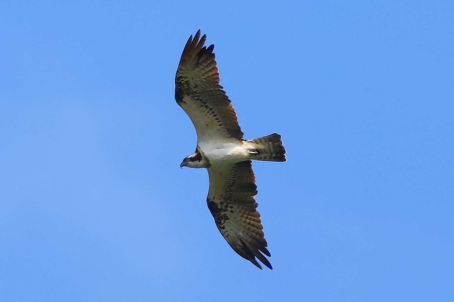 Falco pescatore 01-09-2023 - 076