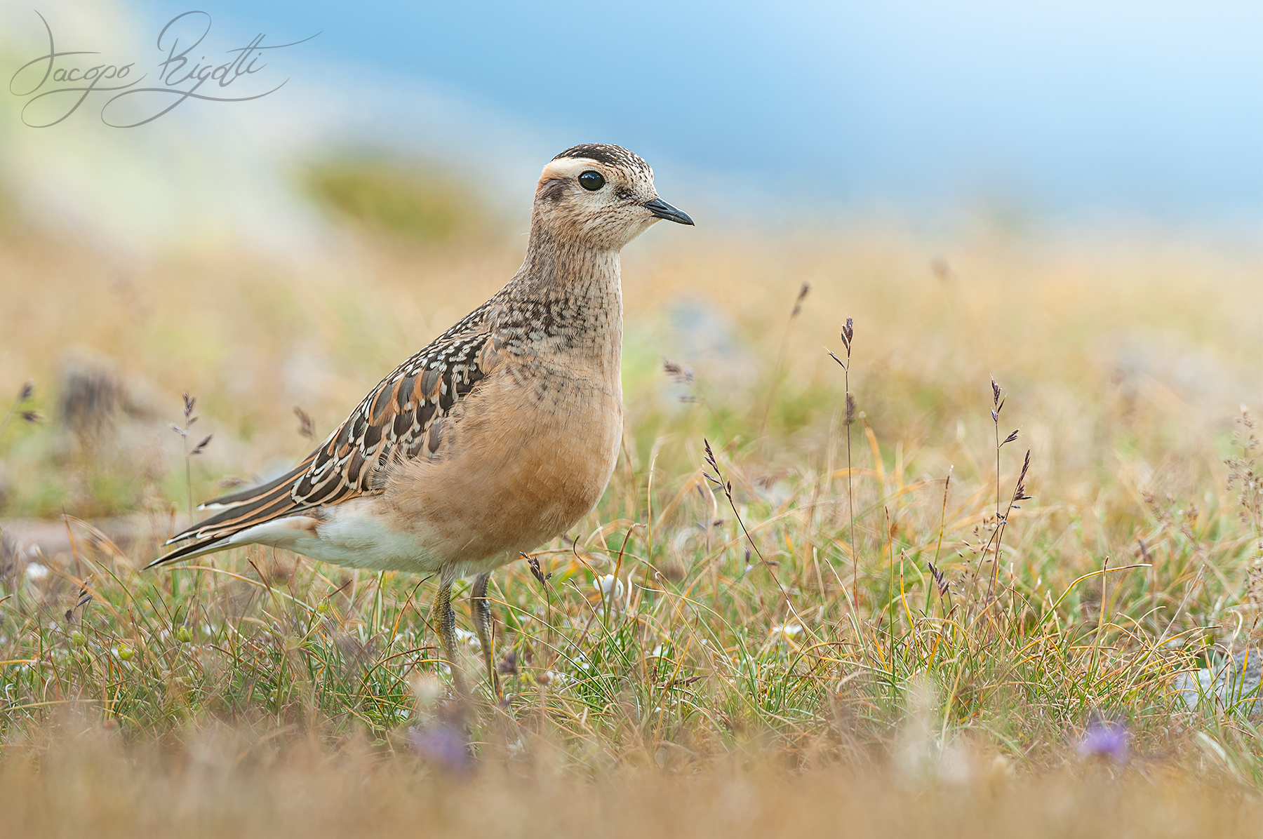Plover tortolino