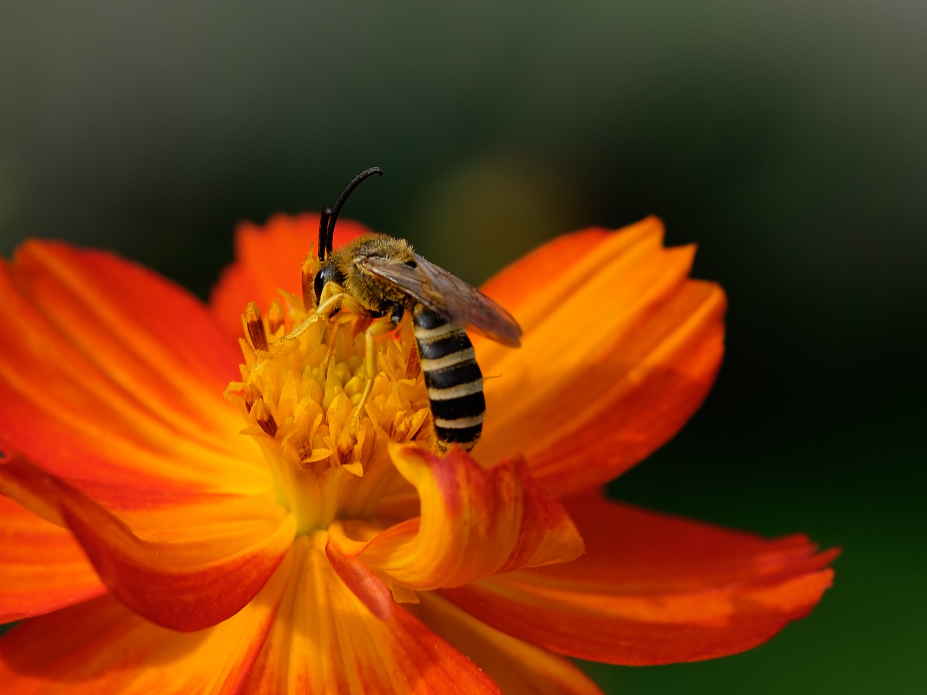 Benedetti impollinatori...