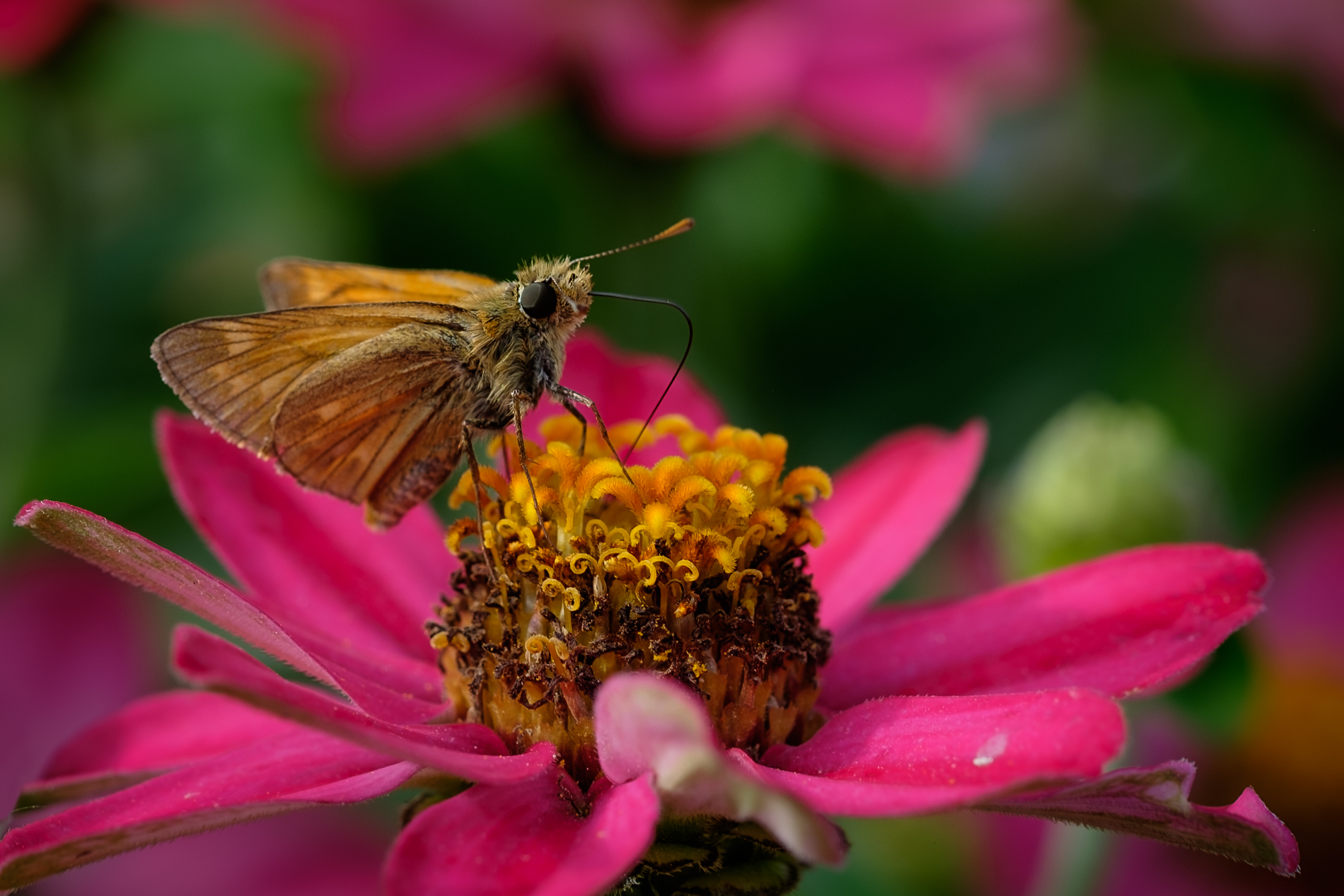 Blessed pollinators... (2)