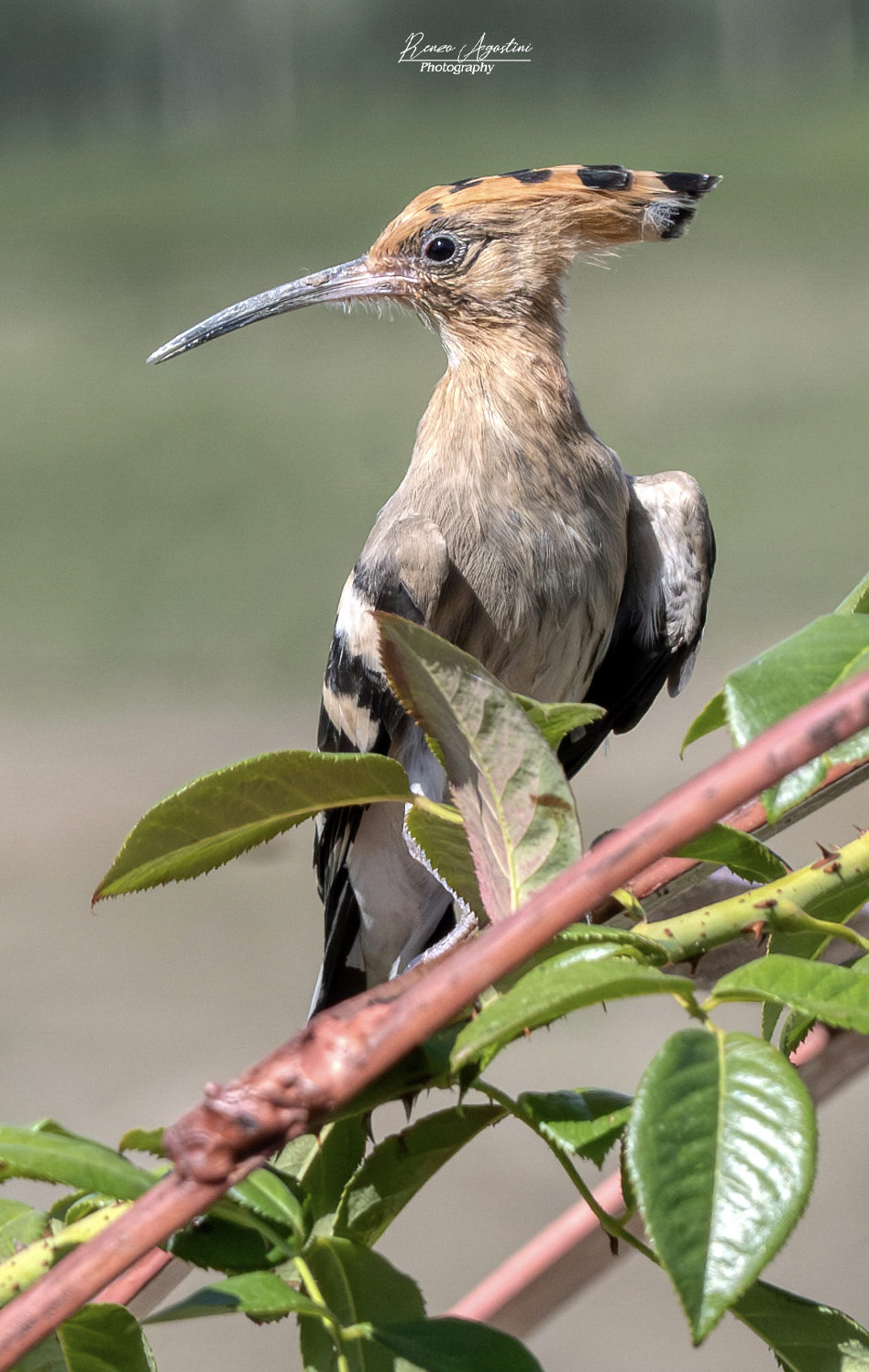Upupa....c'è sempre una prima volta.
