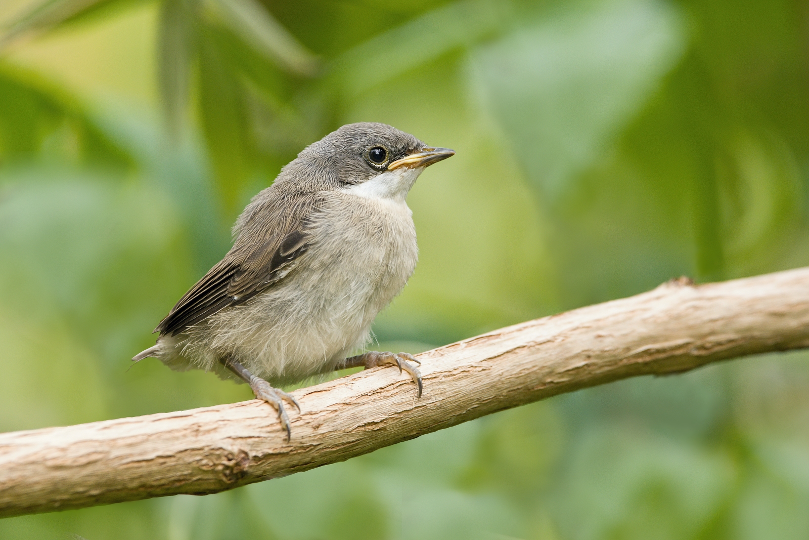 Piccolo Phylloscopus trochilus
