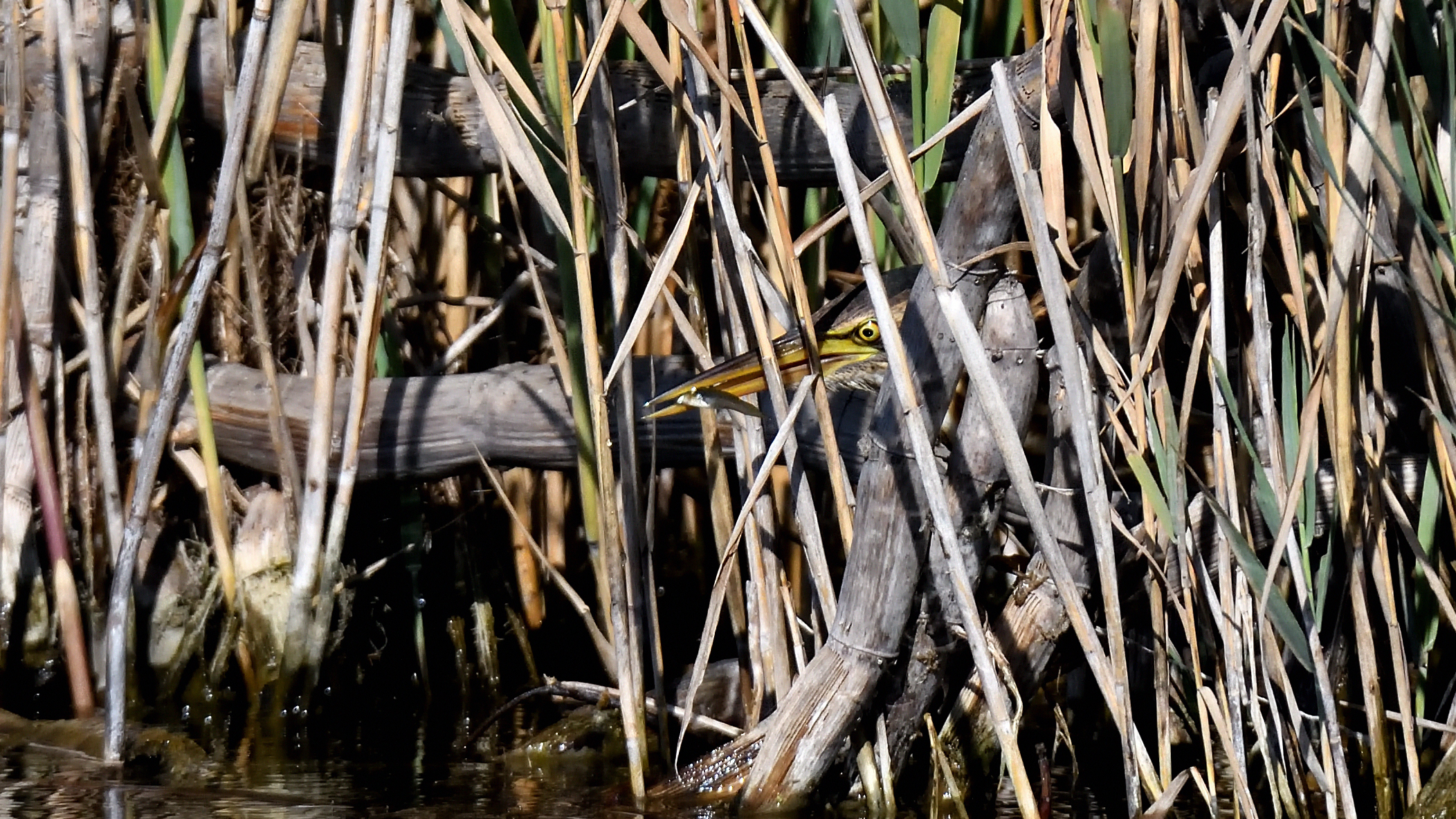 Little bittern