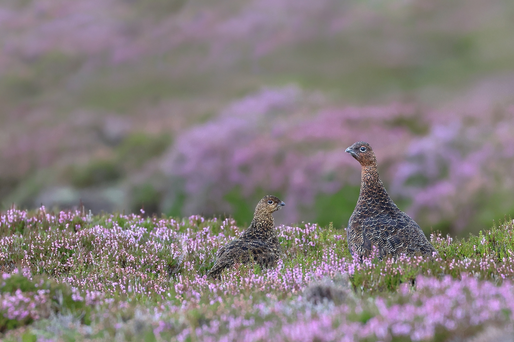 Brughiera fiorita...