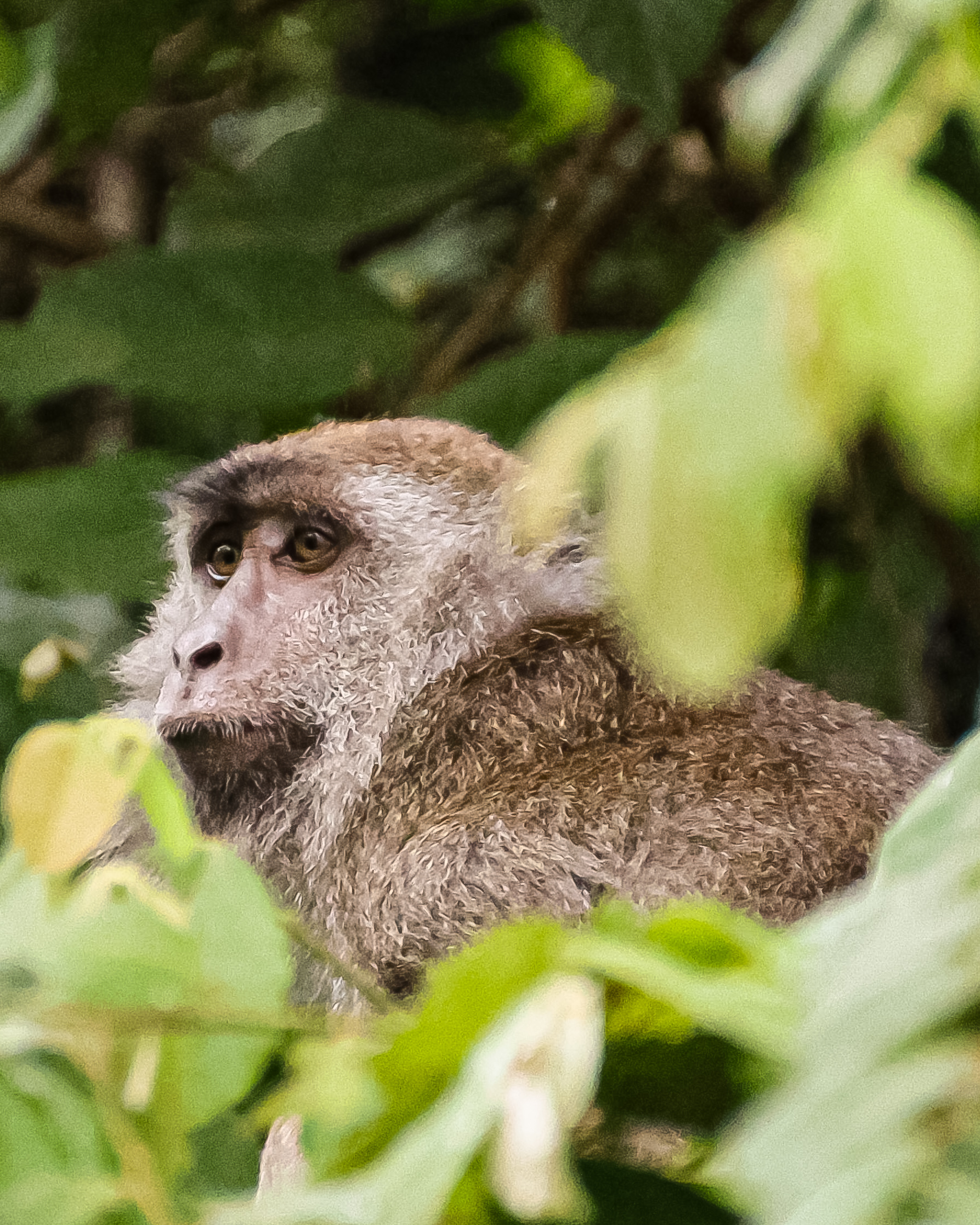 Macaque monkeys 2