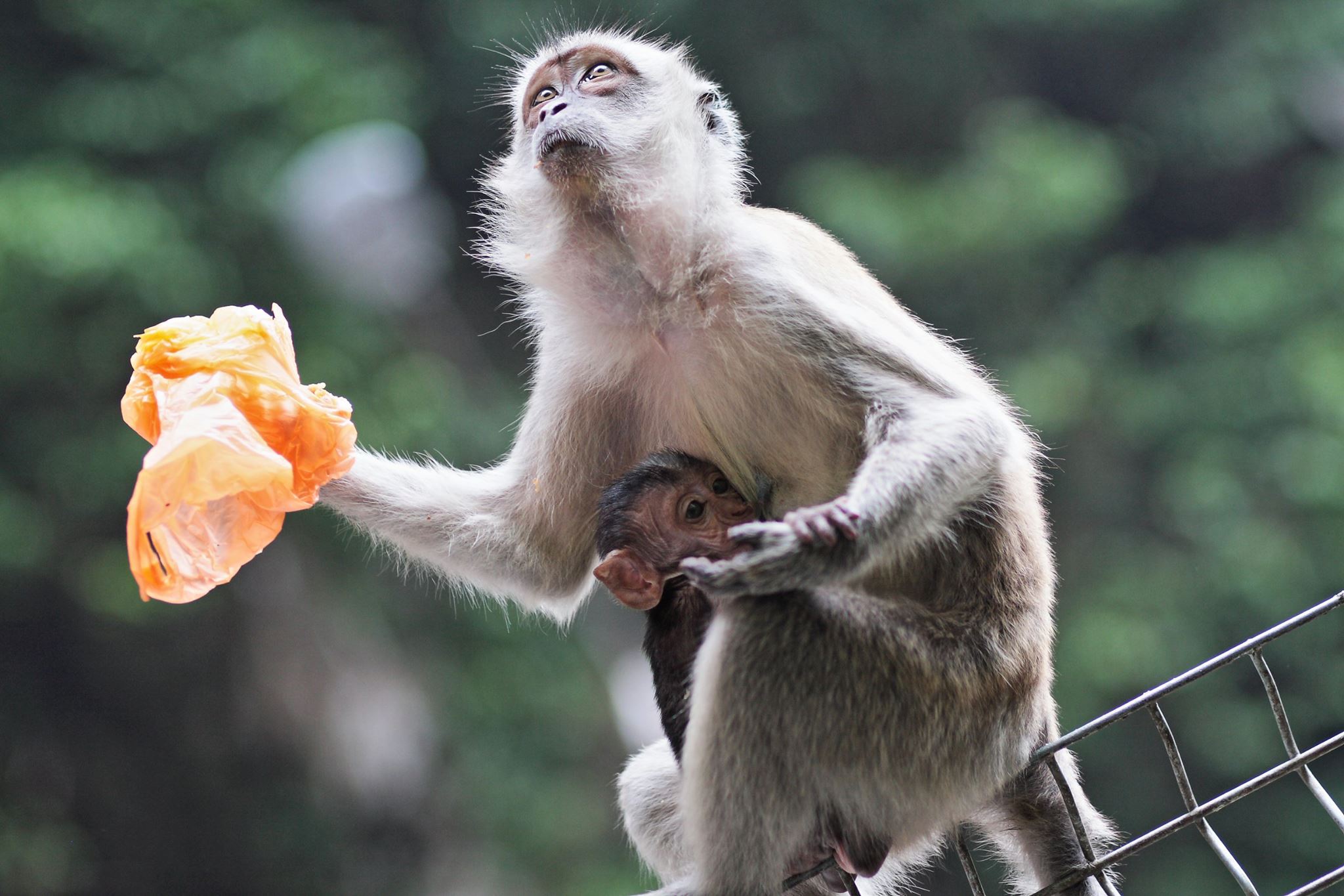 Malesia - Batu Caves