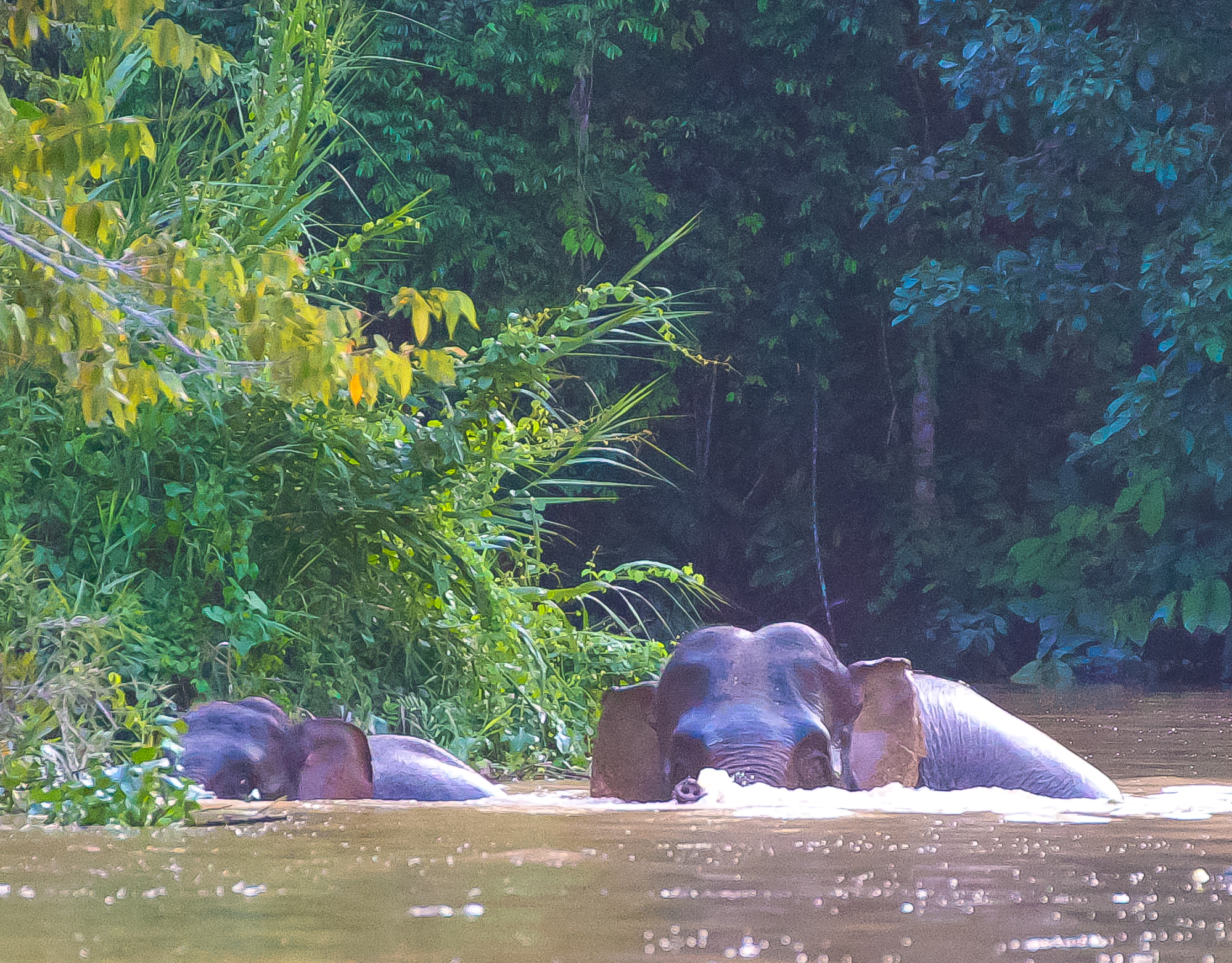 Borneo Pygmy Elephant 1