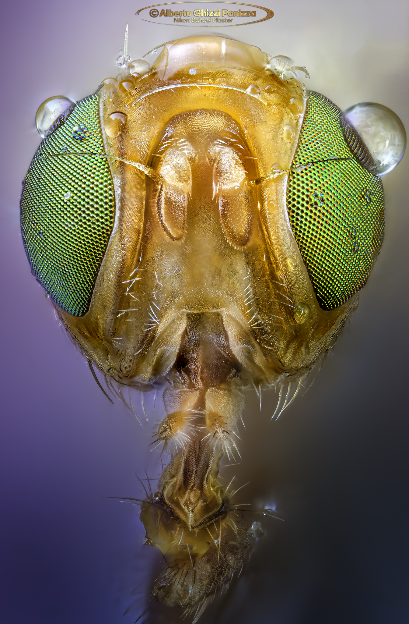 Piccola mosca dagli occhi verdi