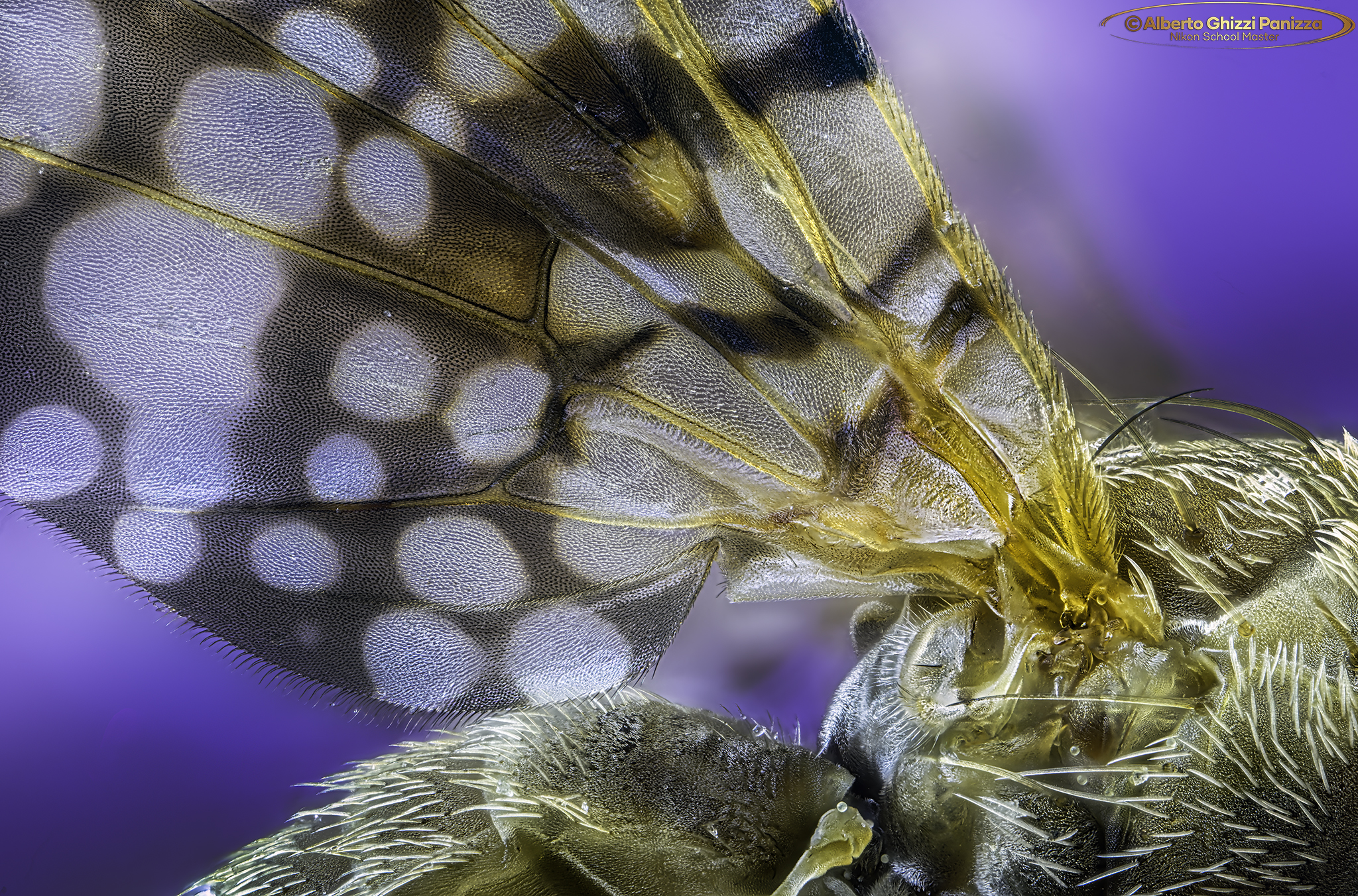 Piccola mosca dagli occhi verdi