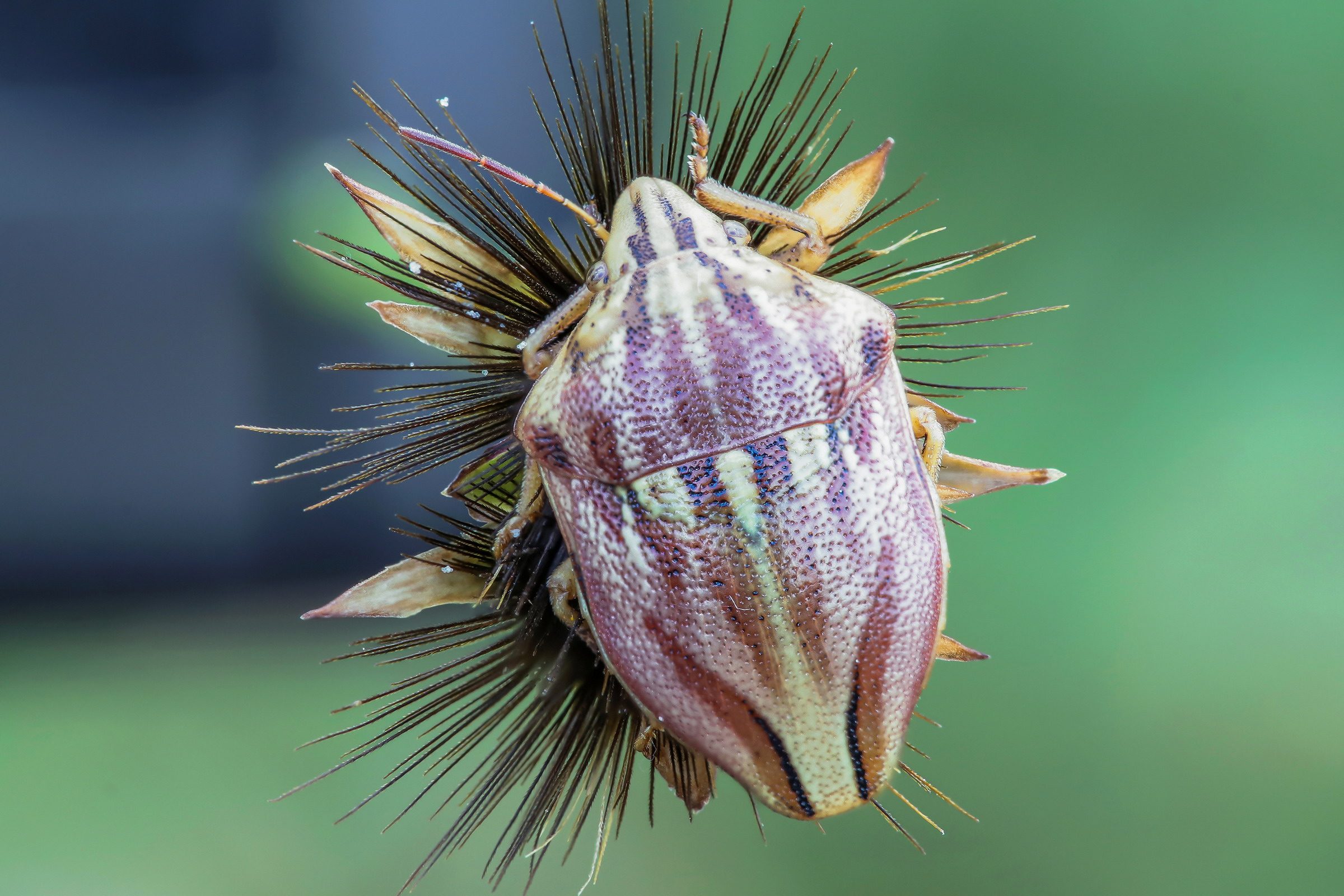 Odontotarsus purpureolineatus
