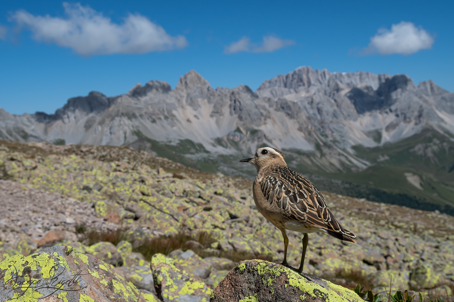Plover tortolino and Dolomites