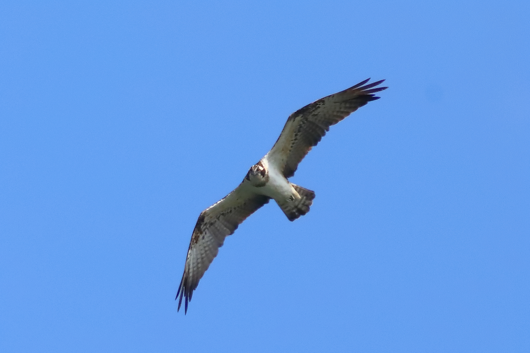 Falco pescatore 01-09-2023 - 067
