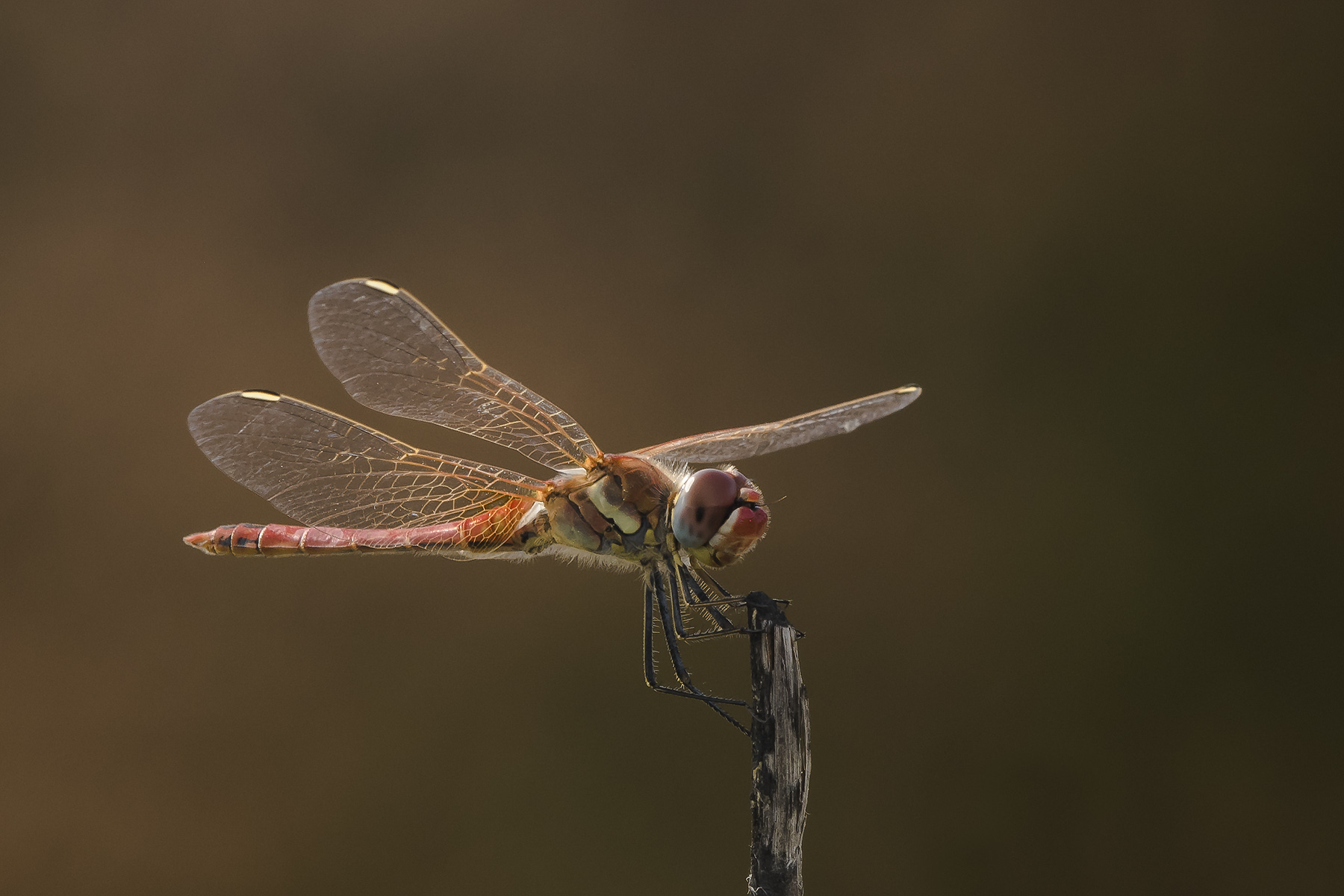 Cardinal venerosse (Sympetrum fonscolombii)