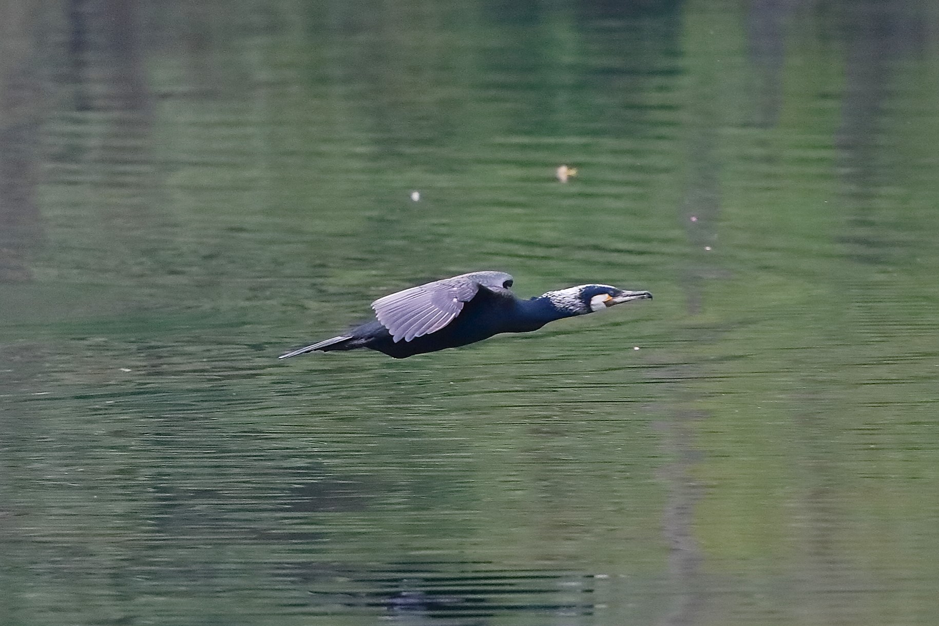 Cormorano 30 aprile 2023