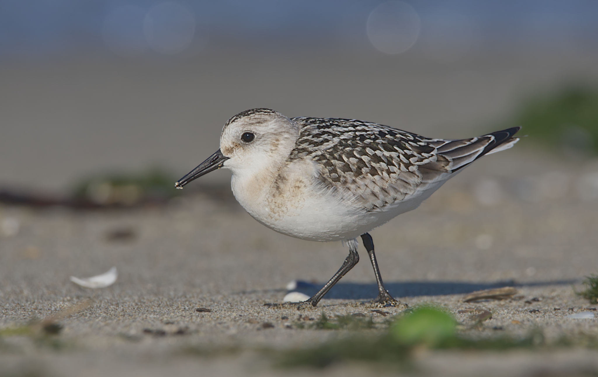 Three-toed sandpiper