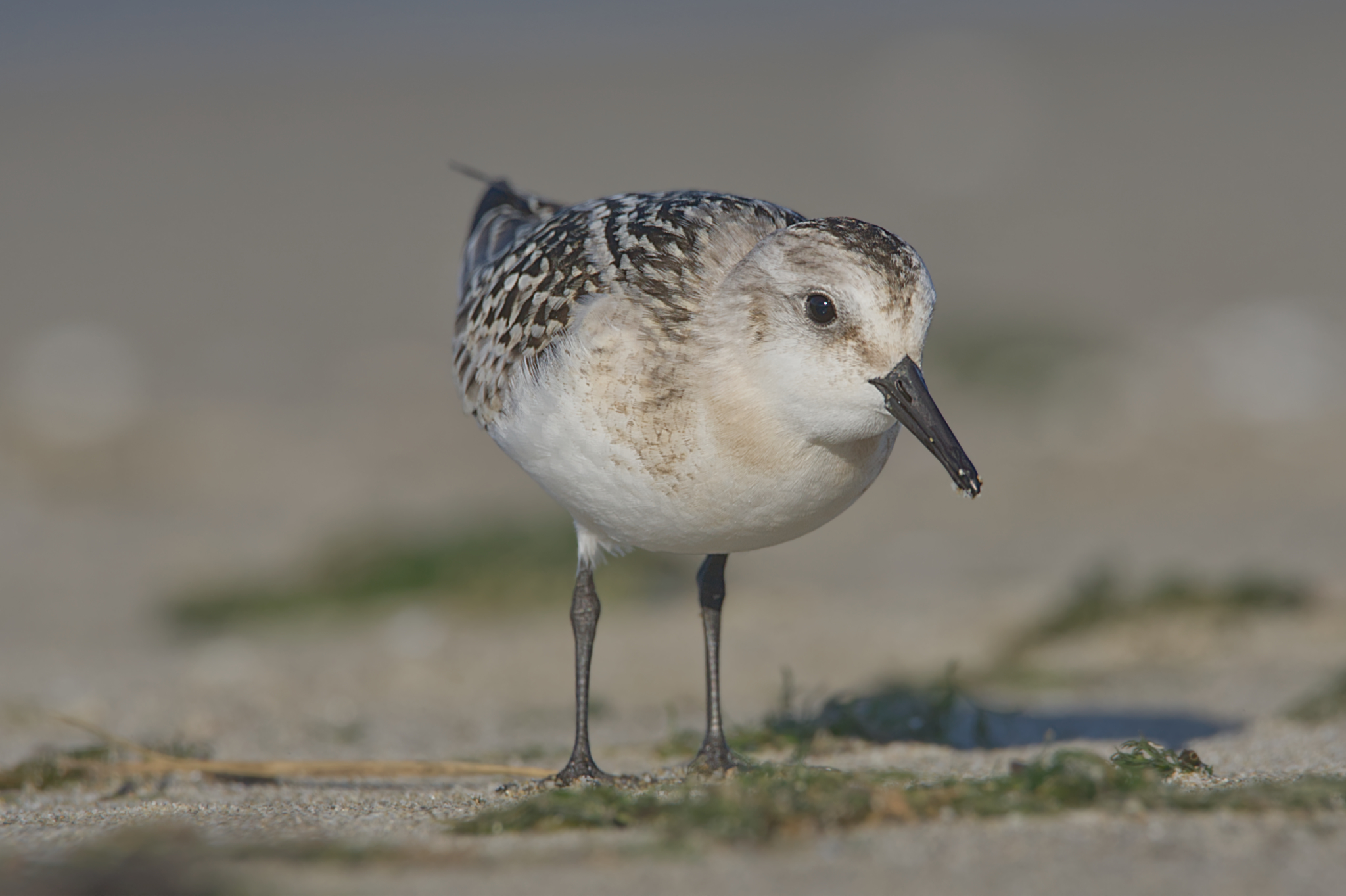 Three-toed sandpiper