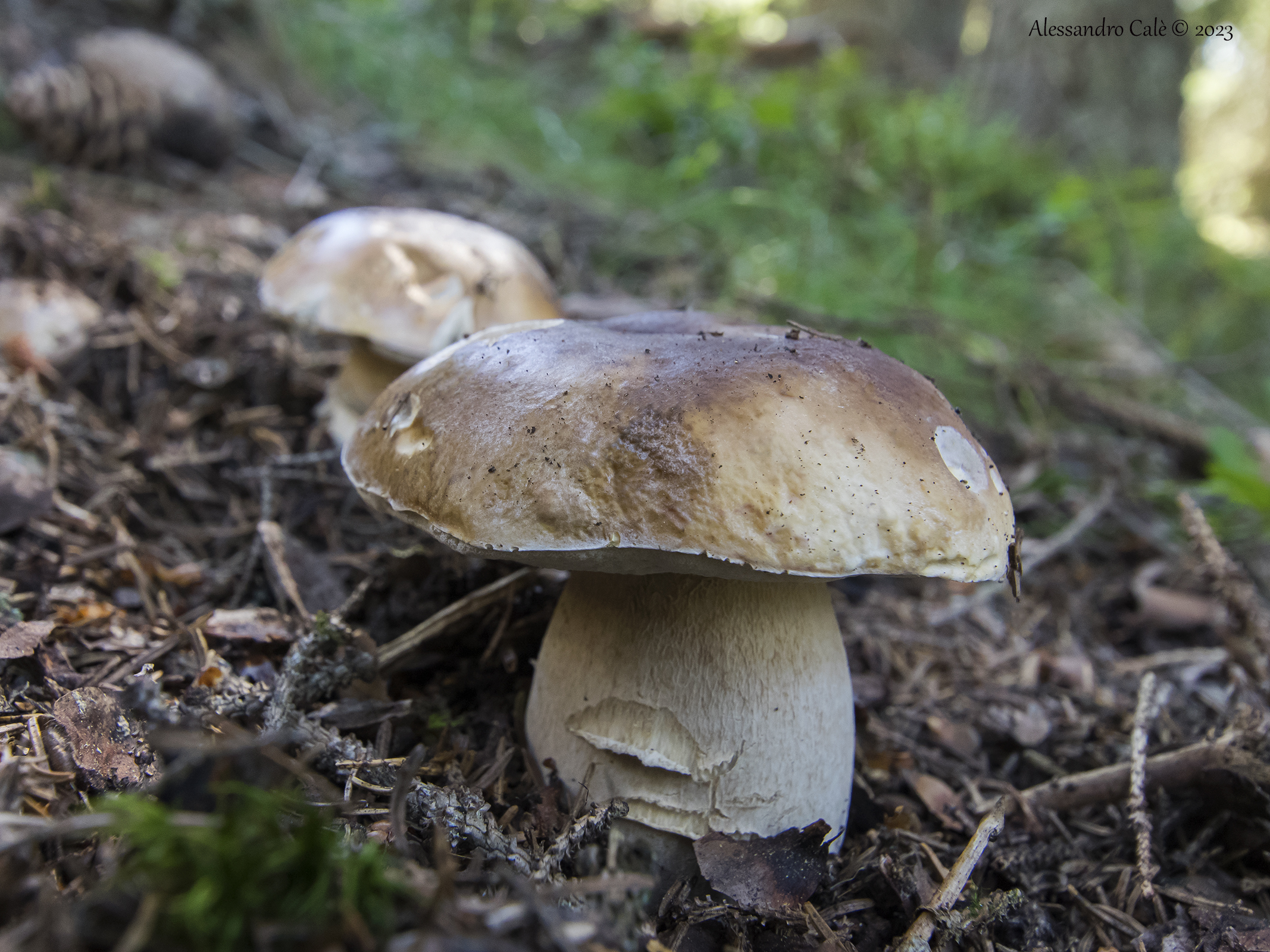 Porcini mushrooms 9851