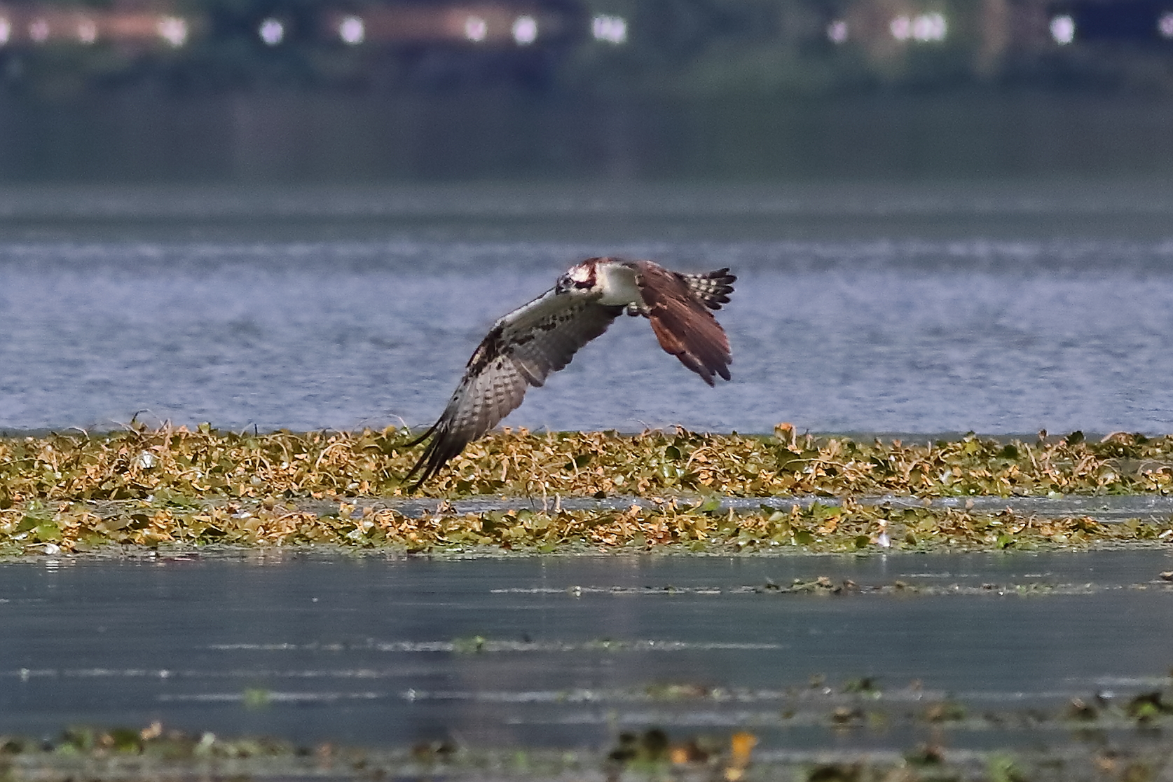 Falco pescatore 01-09-2023 -115