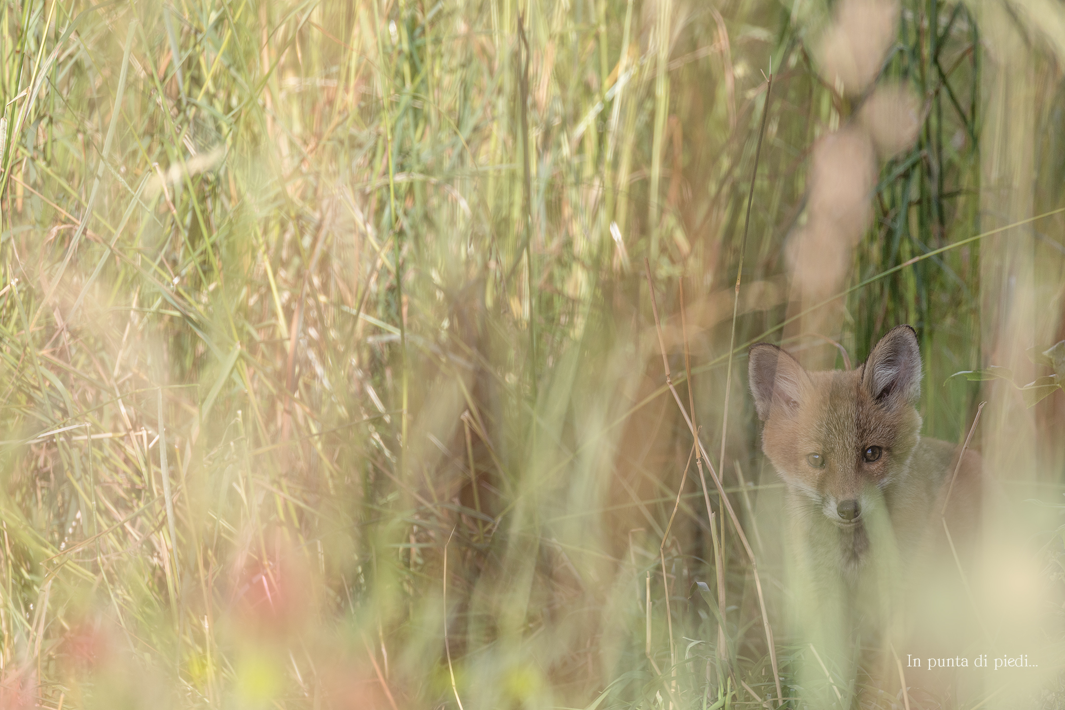 Dandelion,Poppy,Alpine Prairie and Little Fox new Born
