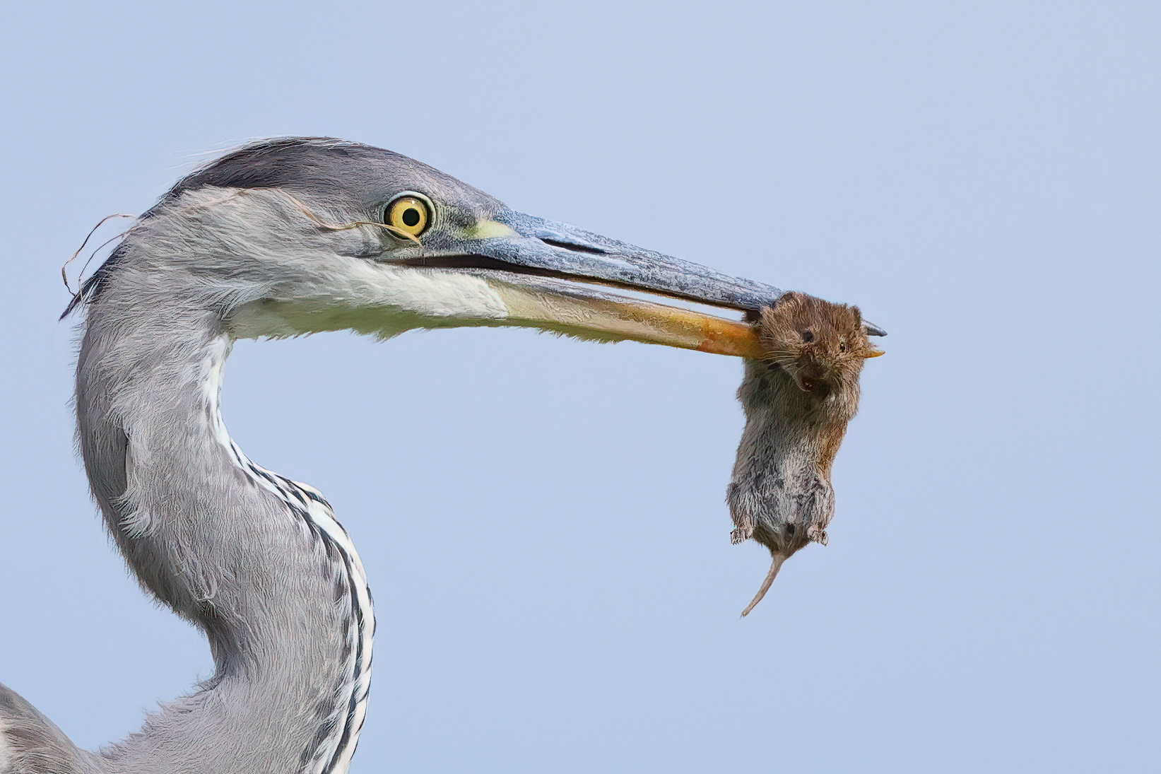 Life and death in the polder