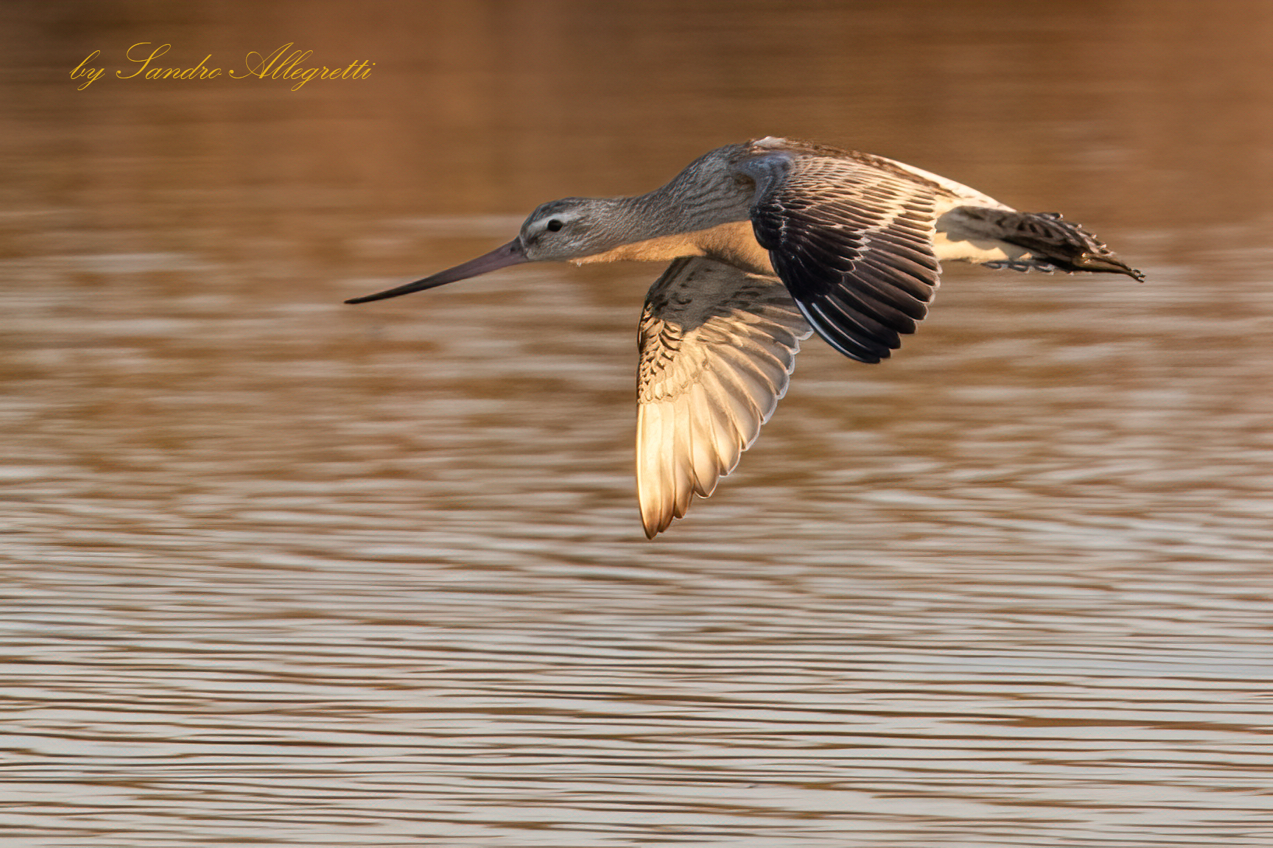 La pittima minore (Limosa lapponica)