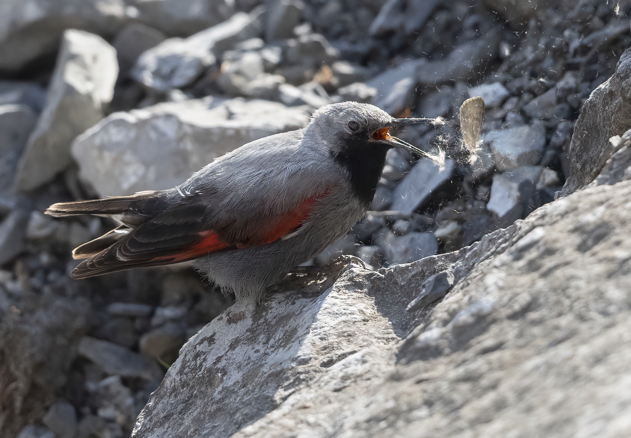 come frantumare una farfalla, picchio muraiolo