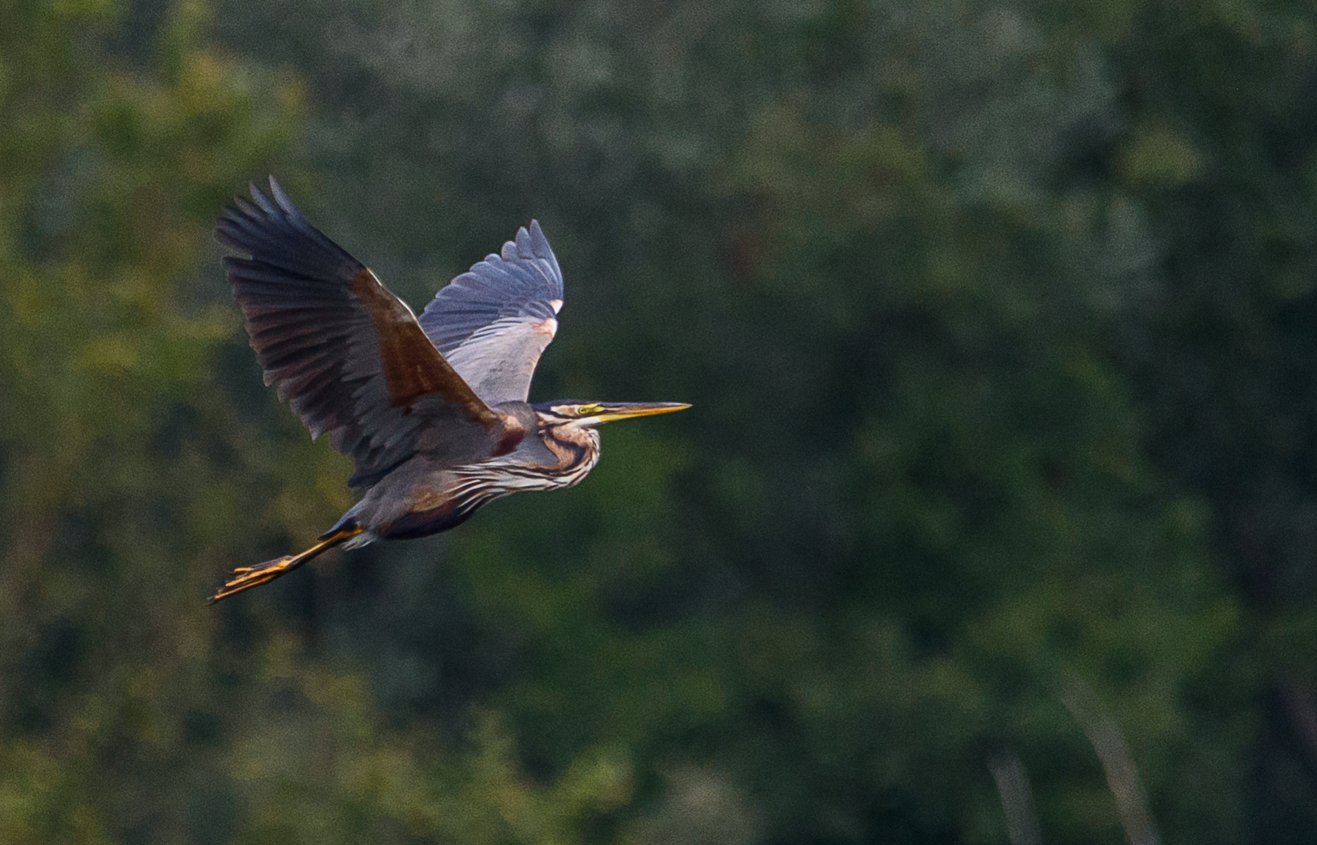 Airone rosso maggiore