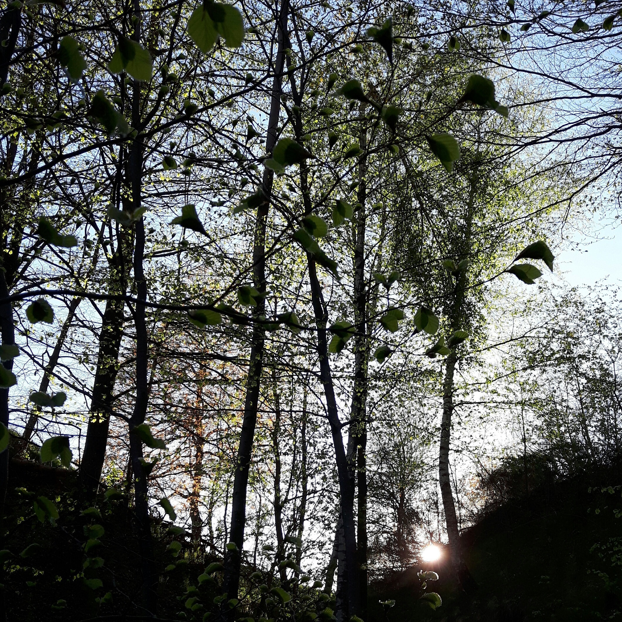 Forest oddities