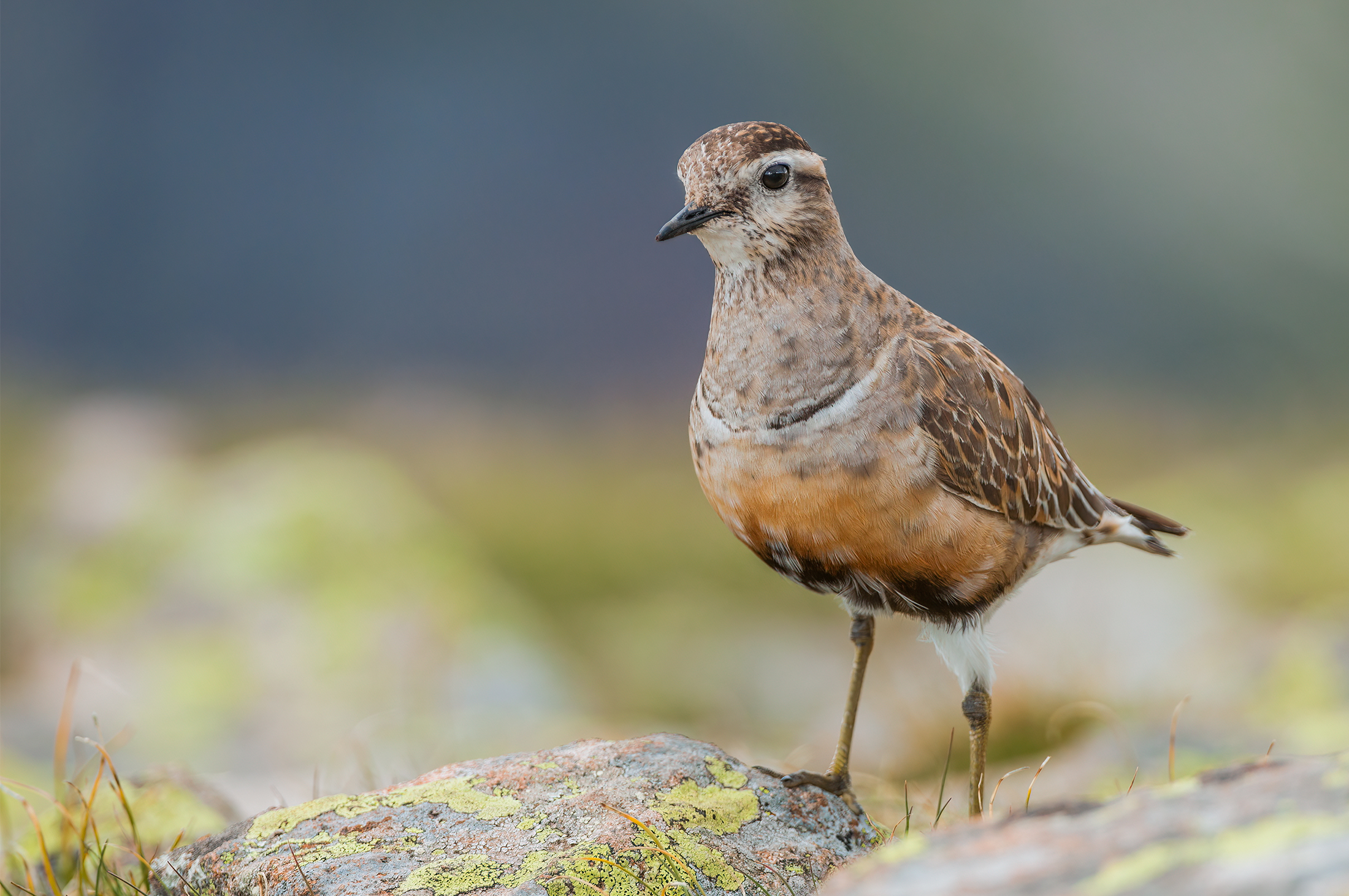 Plover tortolino