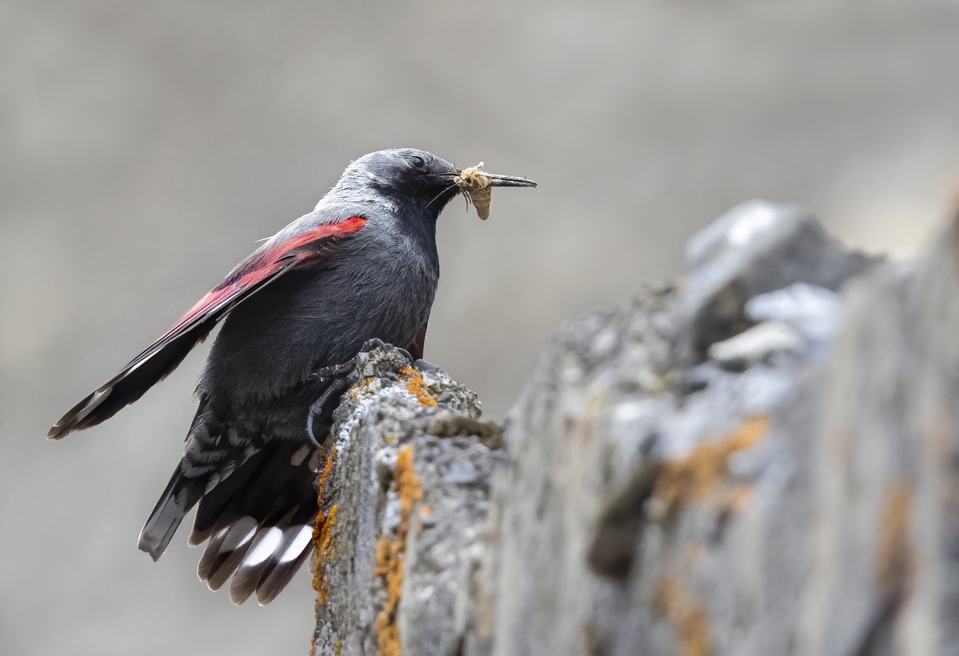 in cima con la preda, picchio muraiolo